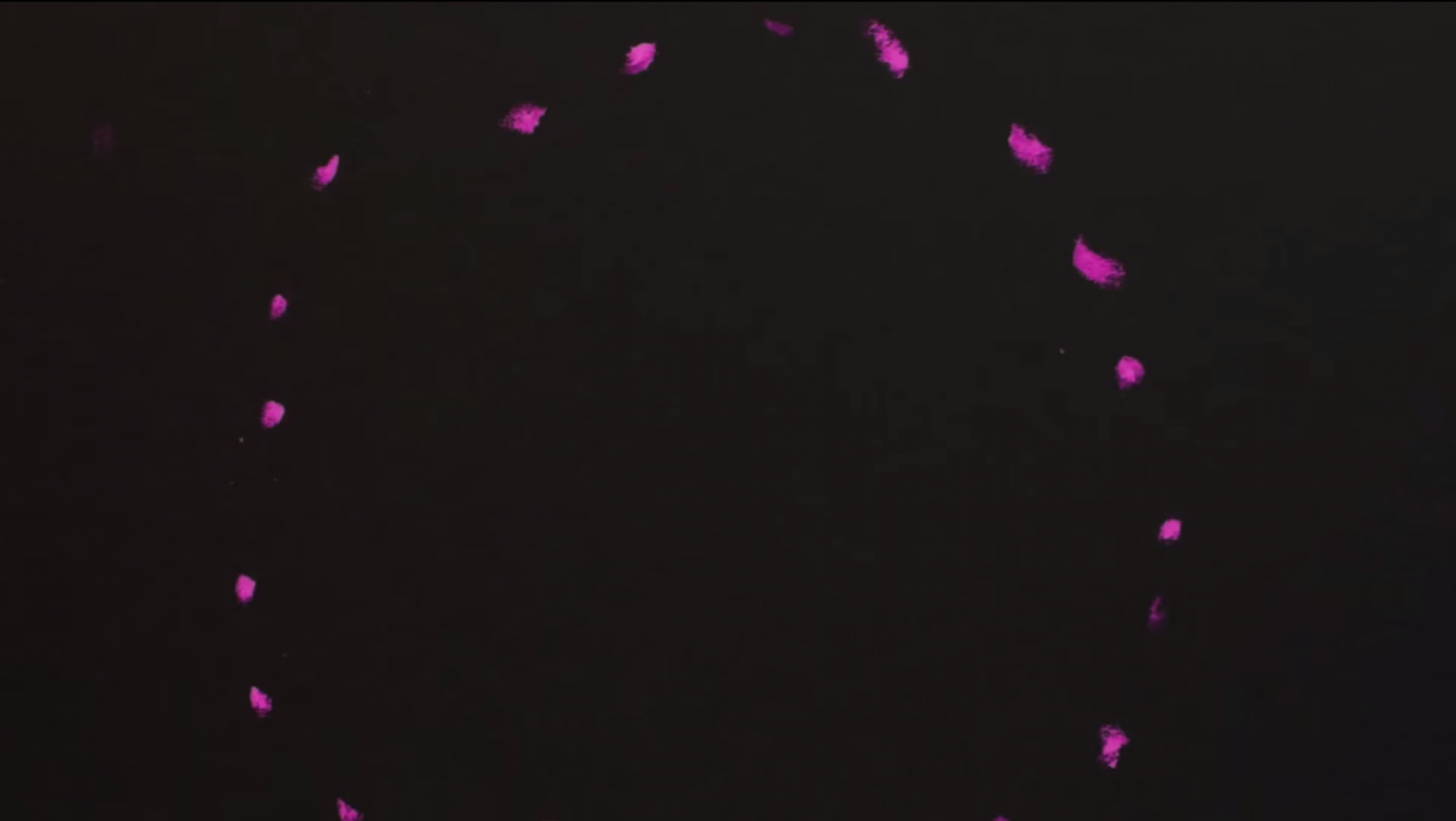 'Meanwhile In Rio' by Jacob Perlmutter, animated by George Wheeler ...