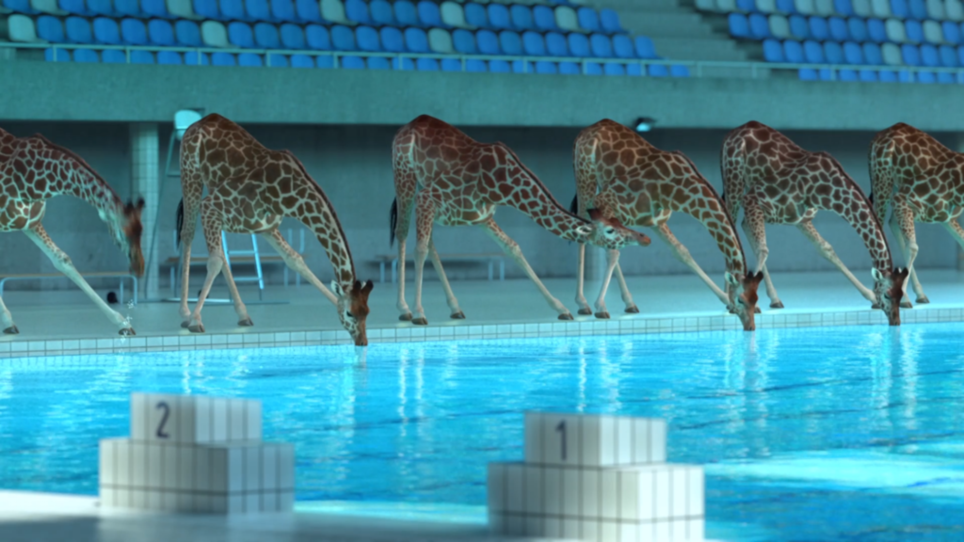 бассейн для малышей жираф. умеют ли жирафы плавать. жирафы умеют плавать. жирафы умеют плавать. жирафы умеют плавать.