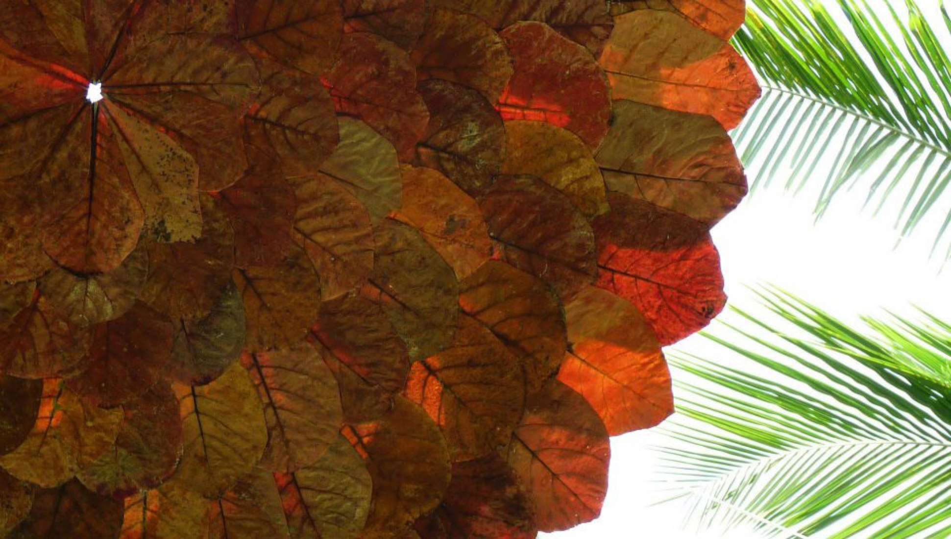 Amêndoa, suspended leaves. Photography installation. Courtesy of Iván Juárez.