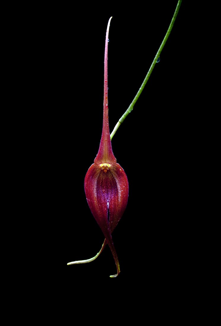 Masdevallia ayabacana. Exoticism and legend of orchids, in the Royal Botanic Garden by Gerardo Torres