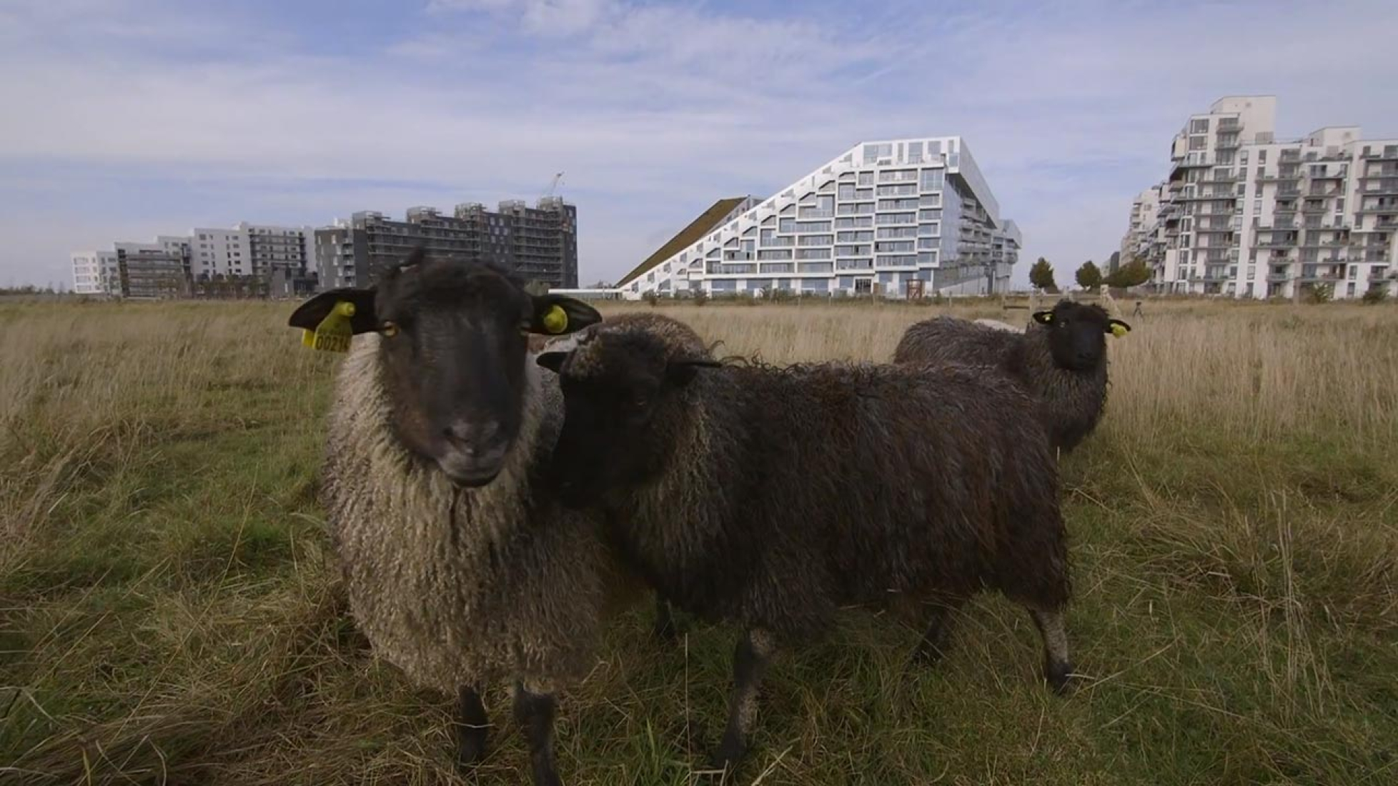 THE INFINITE HAPPINESS, trailer. 