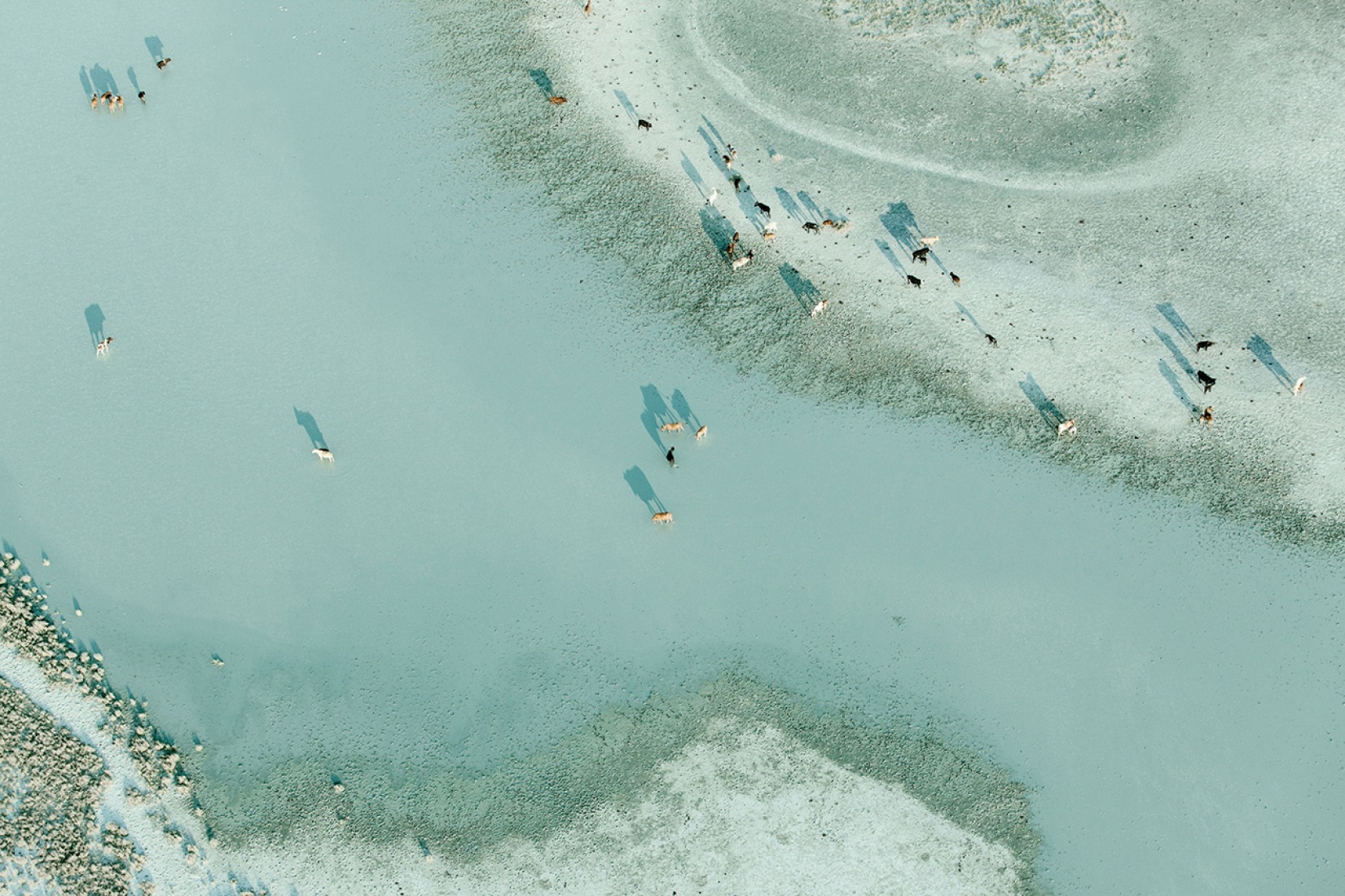 Tswana Herd, 2009 pigment print. Botswana by Zack Seckler. Robin Rice Gallery.