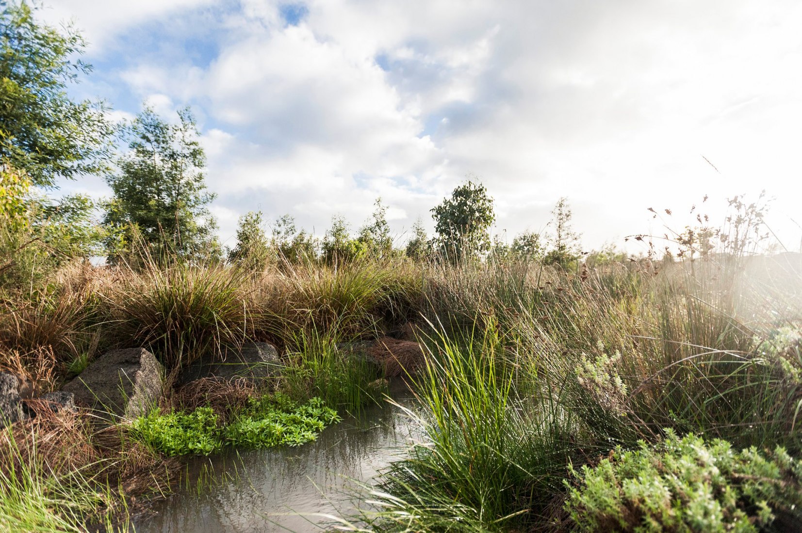 Riachuelo Gum Scrub por Outlines Landscape Architecture, Officer, Victoria. Fotografía © Nick Stephenson/Outlines Landscape Architecture.