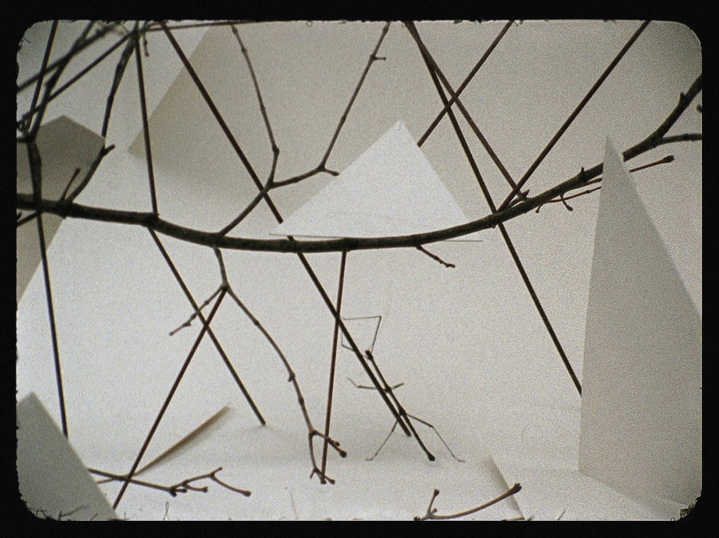 Daniel Steegmann Mangrané, «Phasmides», 2008–2012. Fotografía de película de 16 mm transferida a video HD.