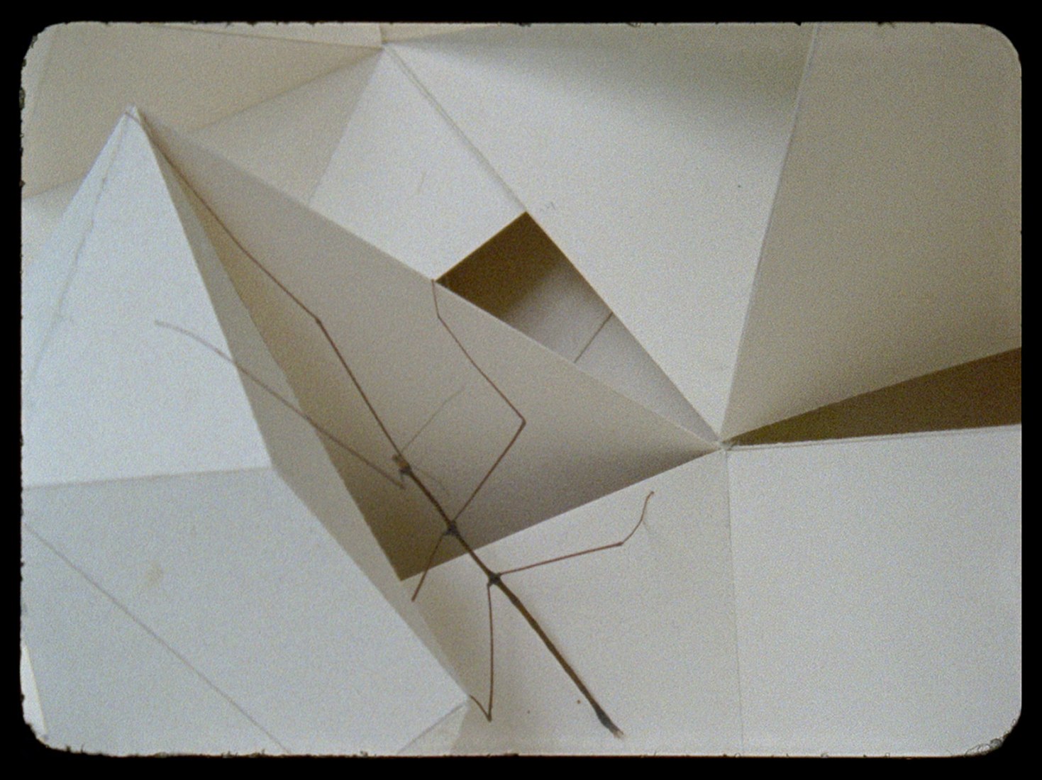 Daniel Steegmann Mangrané, «Phasmides», 2008–2012. Fotografía de película de 16 mm transferida a video HD.
