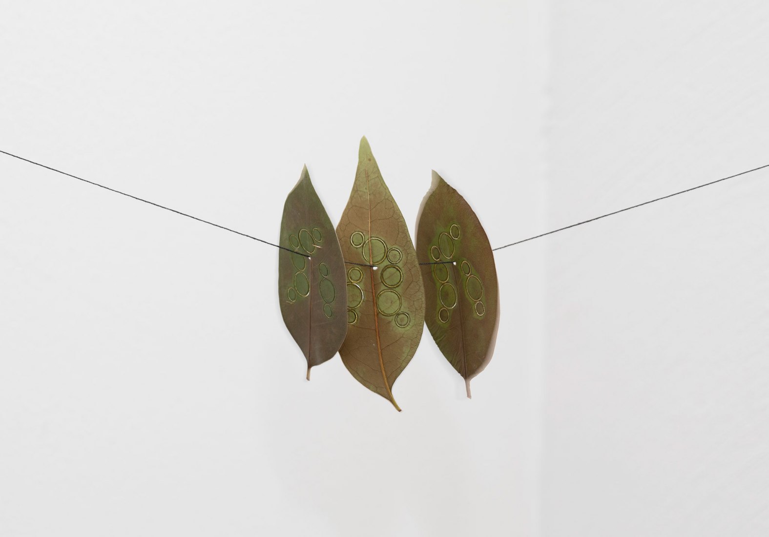 Daniel Steegmann Mangrané, «Rained Leaves», 2001. Fotografía por Petri Virtanen / Galería Nacional de Finlandia.