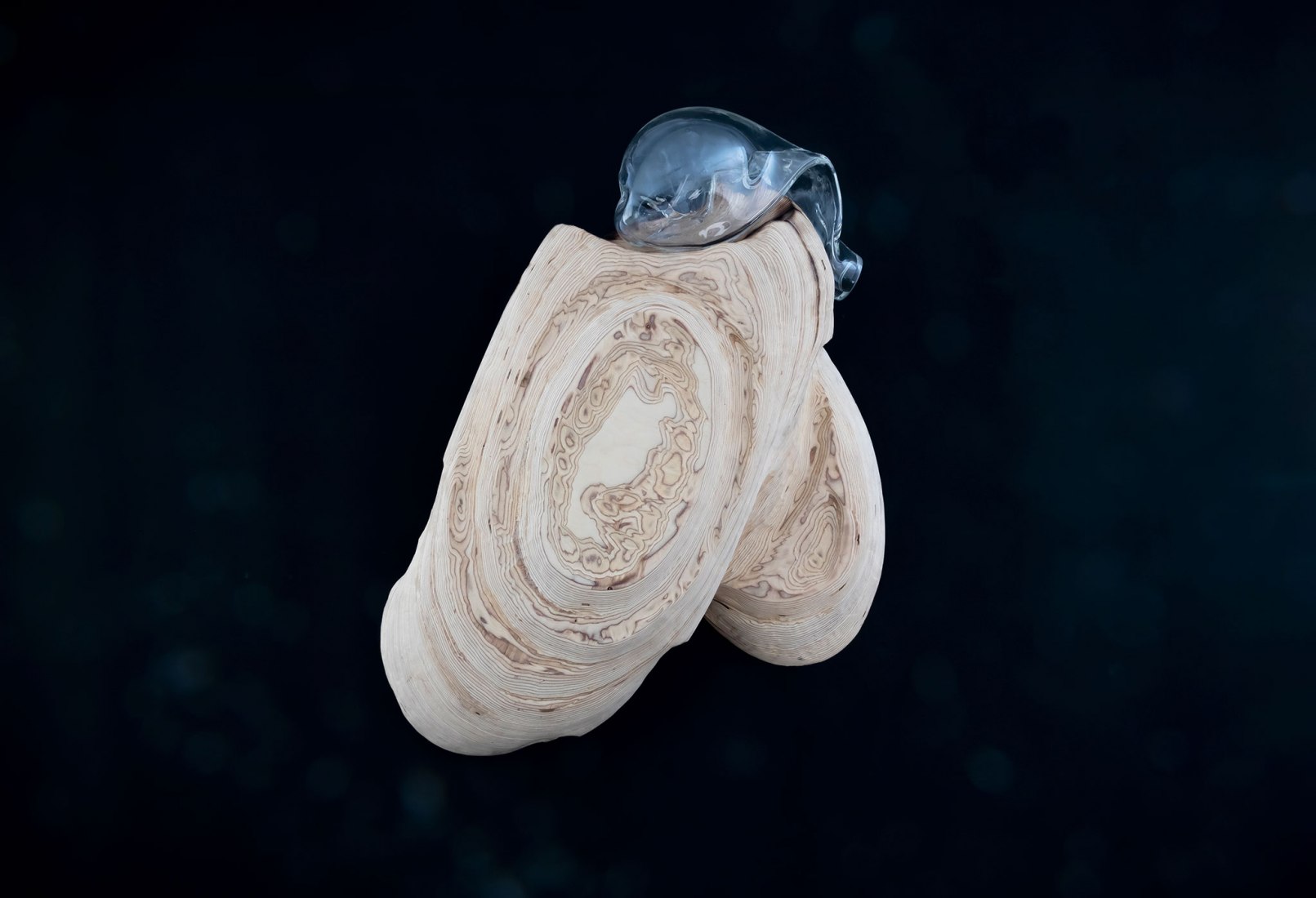 Bifido by Dia Muñoz. Photograph courtesy of Galería Ponce+Robles