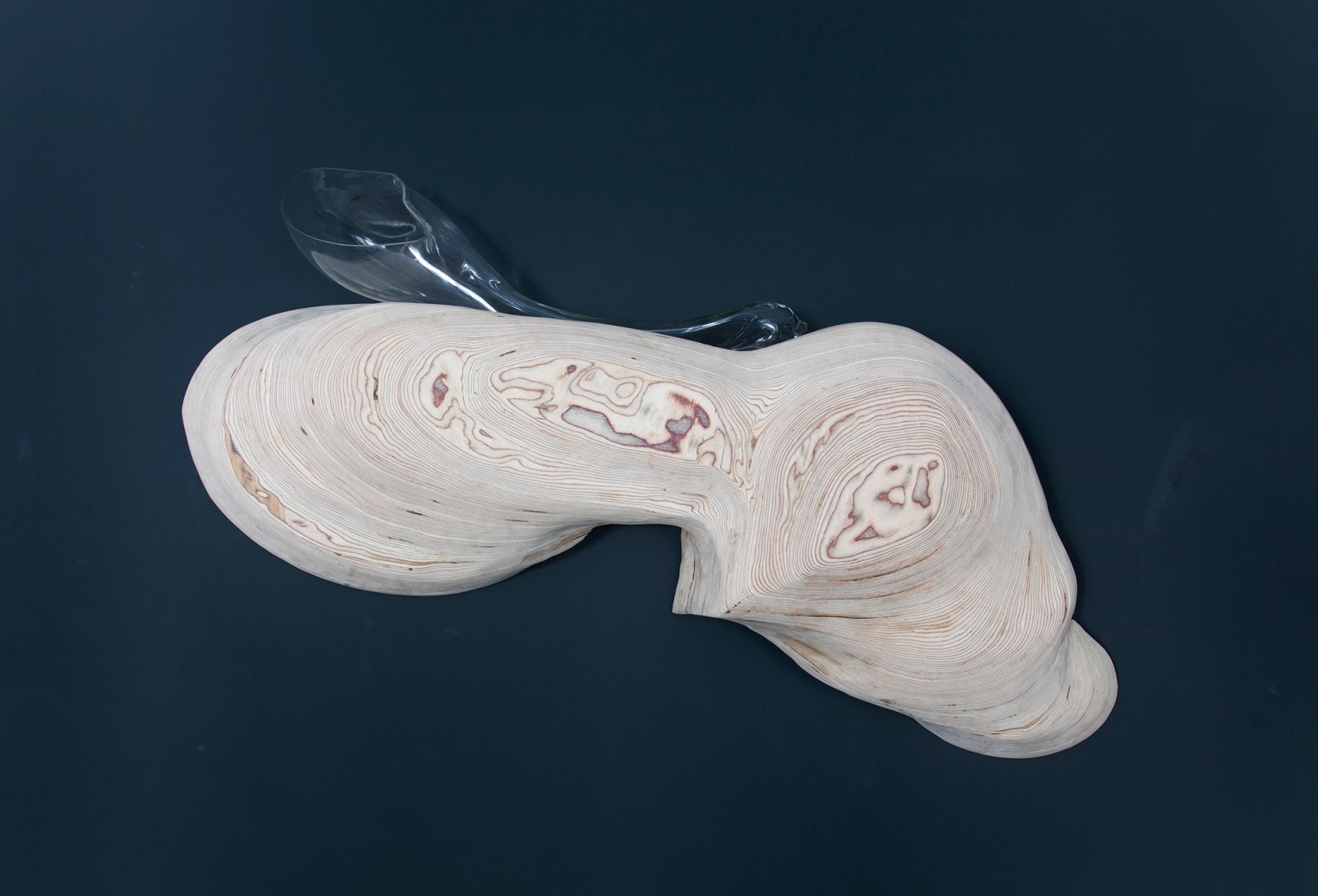 Escherichia by Dia Muñoz. Photograph courtesy of Galería Ponce+Robles