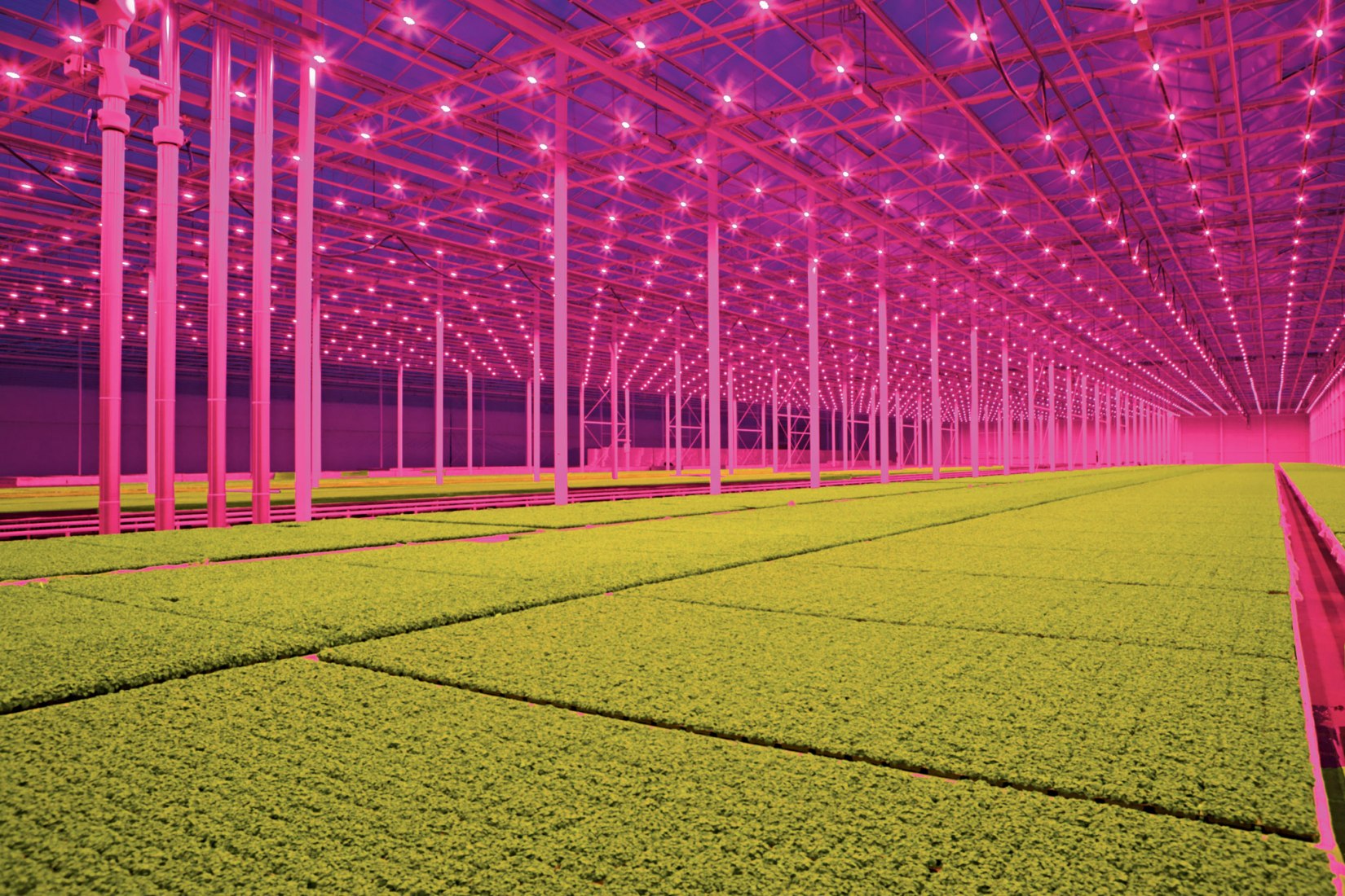LED lighting, Koppert Cress. Photo by Jan van Berkel