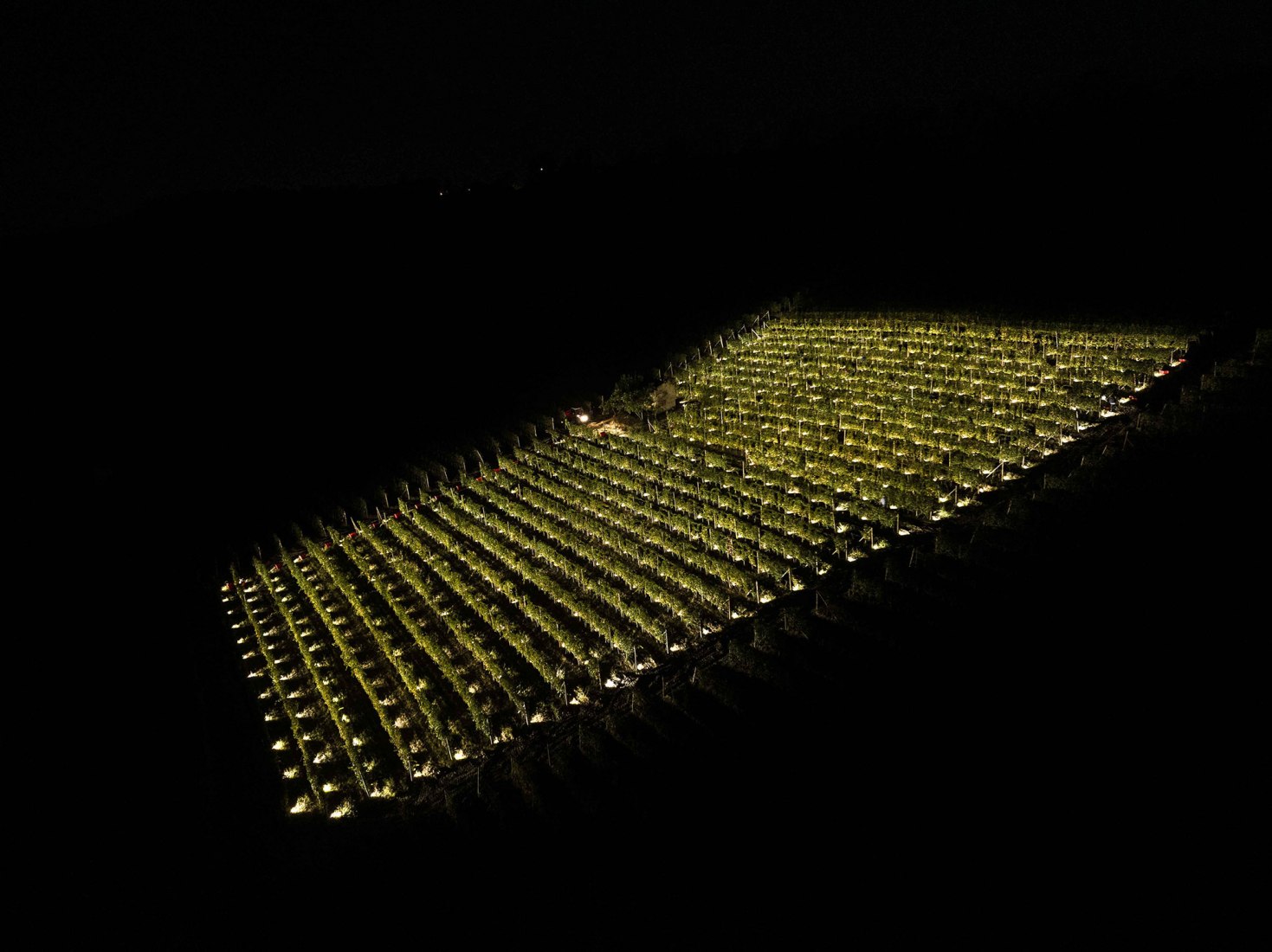 Terlo Night Harvest by Emilio Ferro. Photograph by Tiago e Tania