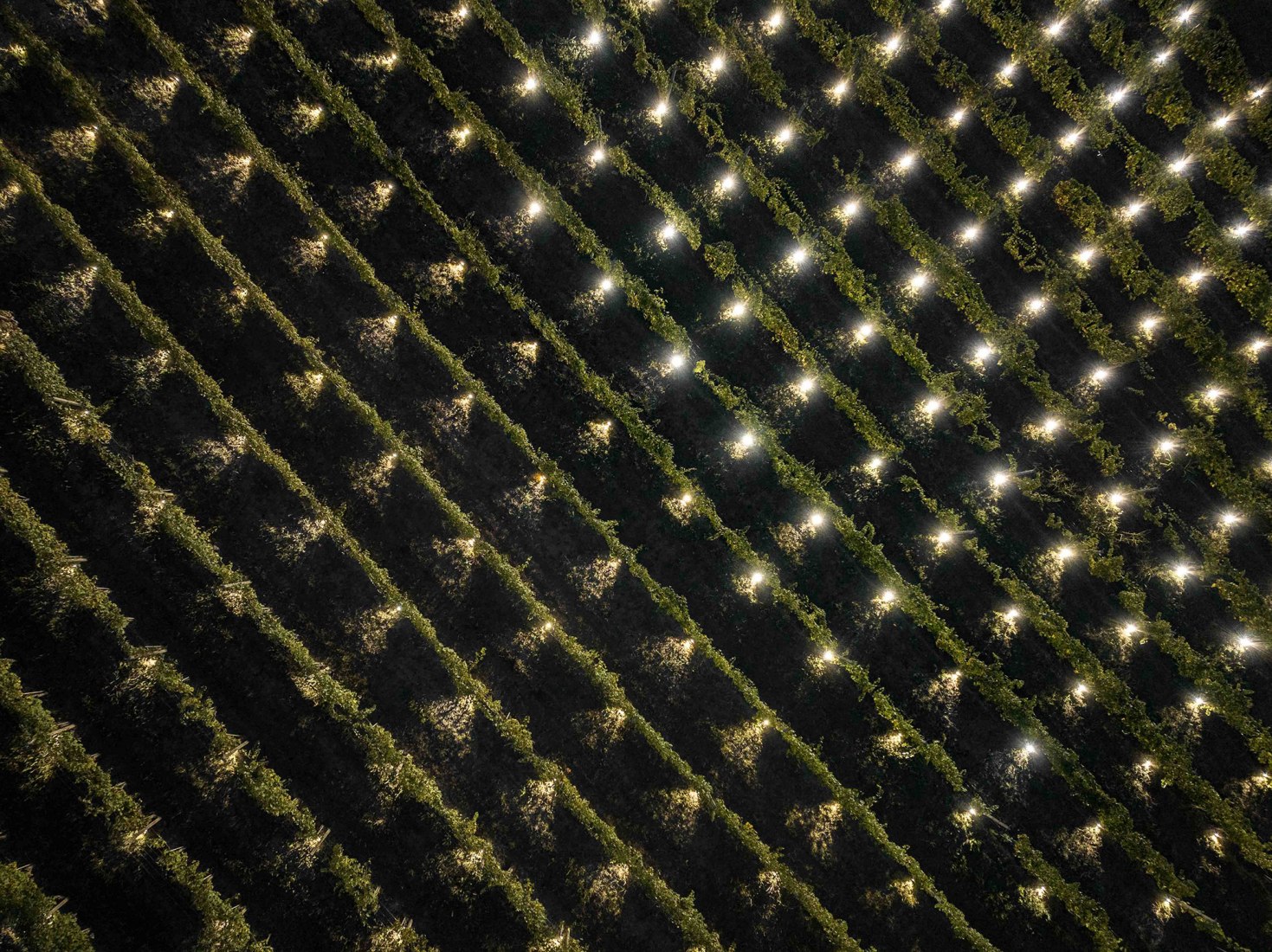 Terlo Night Harvest by Emilio Ferro. Photograph by Tiago e Tania