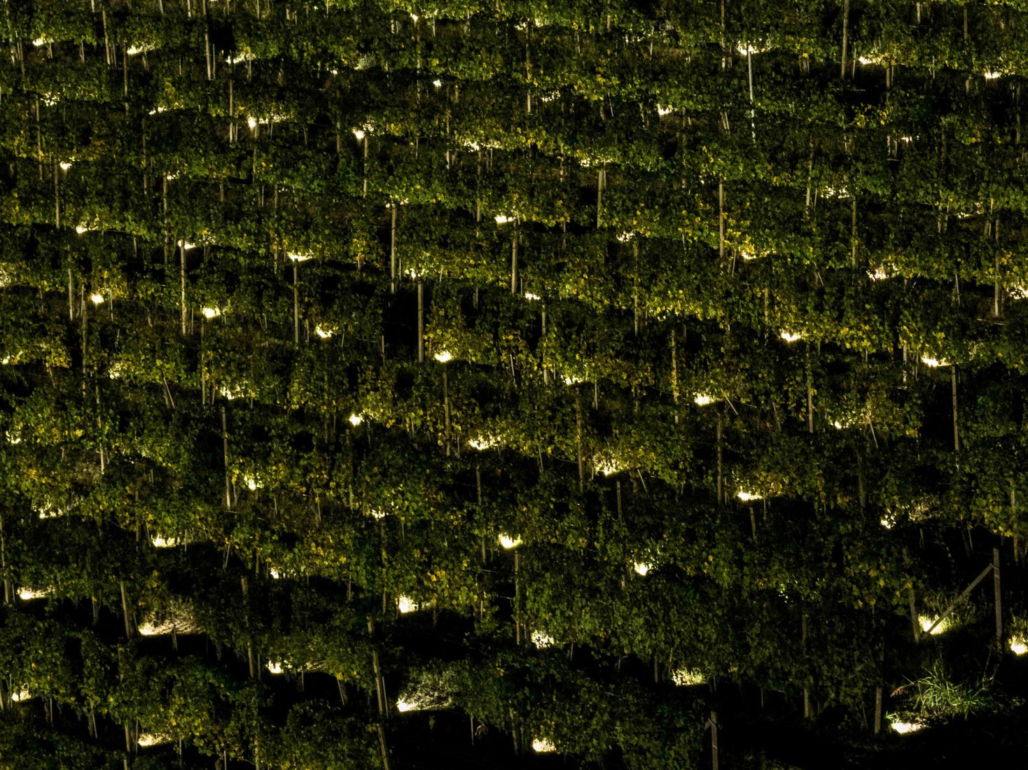 Terlo Night Harvest by Emilio Ferro. Photograph by Tiago e Tania