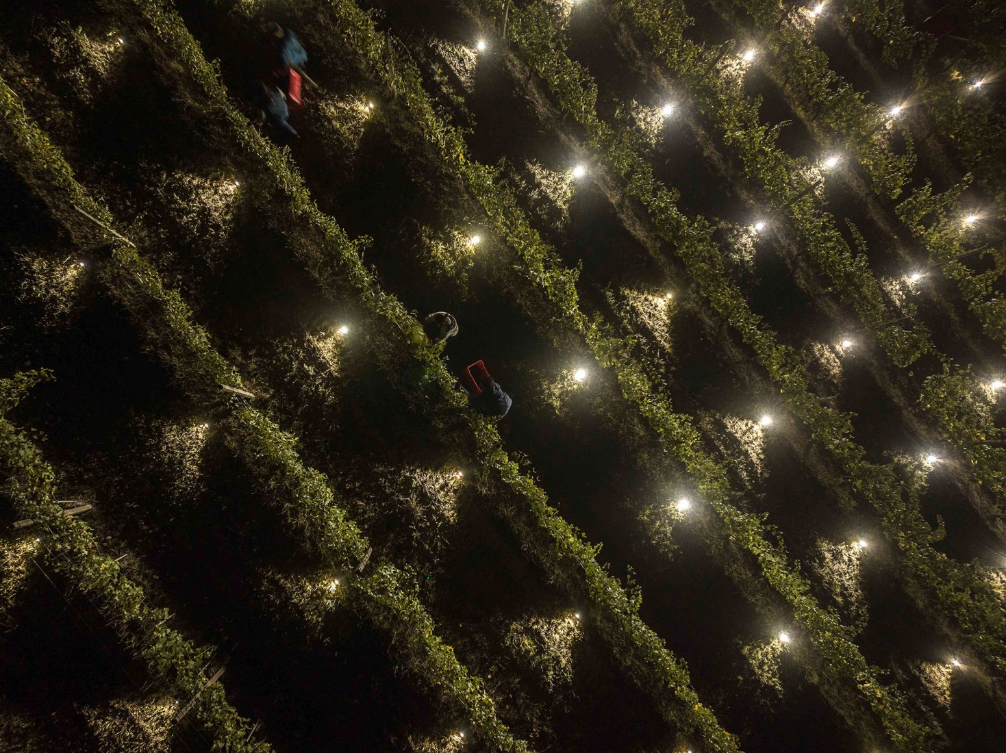 Terlo Night Harvest by Emilio Ferro. Photograph by Tiago e Tania