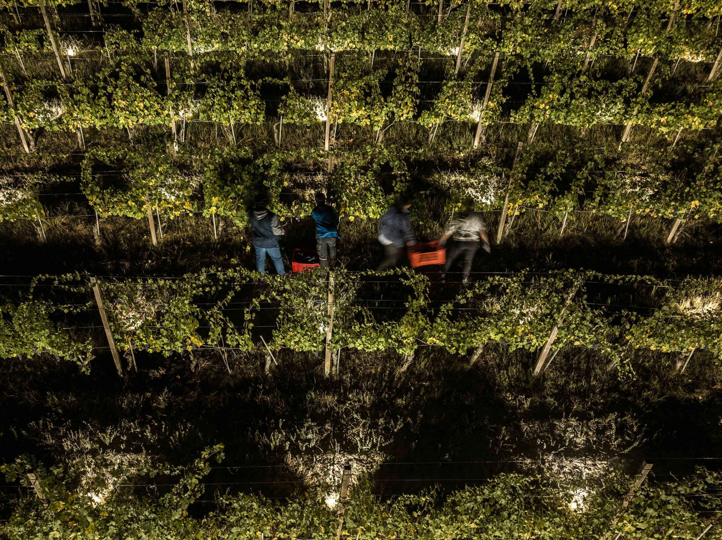 Terlo Night Harvest by Emilio Ferro. Photograph by Tiago e Tania