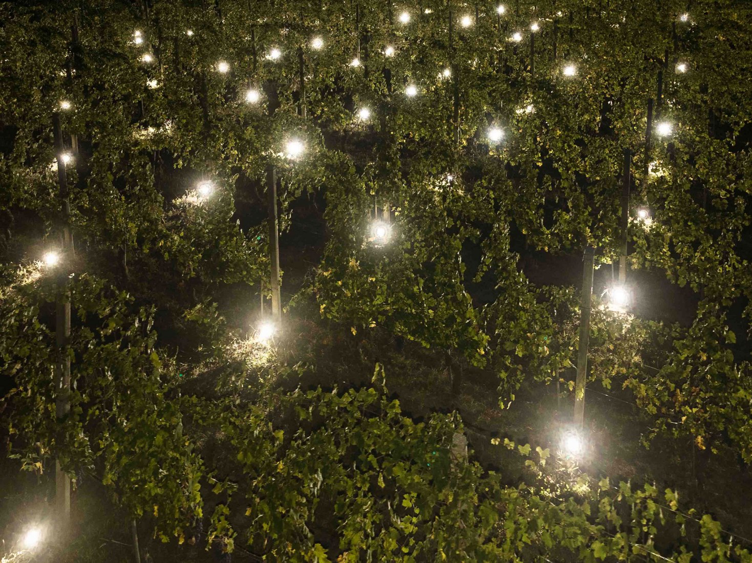 Terlo Night Harvest by Emilio Ferro. Photograph by Tiago e Tania