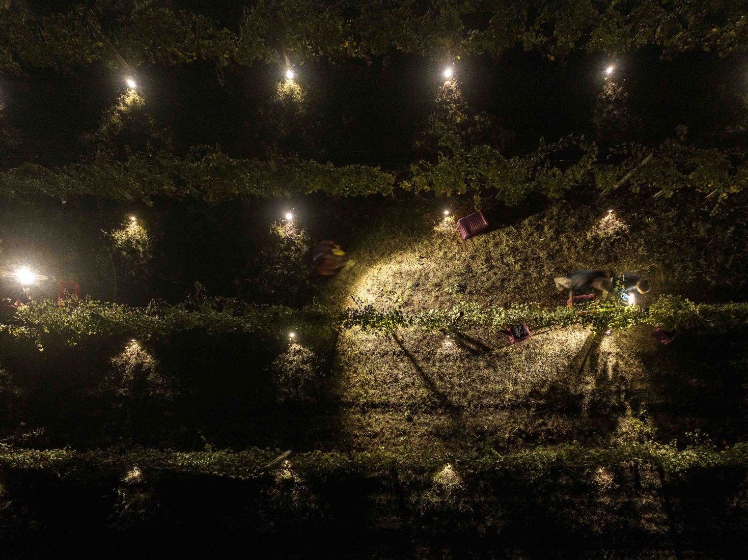 Terlo Night Harvest by Emilio Ferro. Photograph by Tiago e Tania