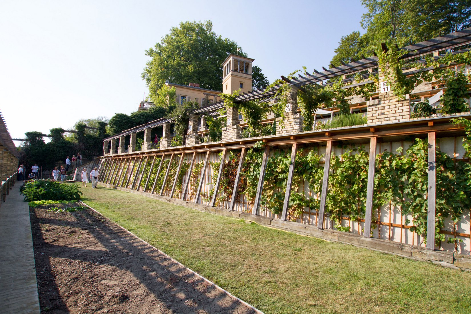 Conservación. El Winzerberg: Royal Vineyard en Potsdam-Sanssouci. Alemania. Fotografía de Roland Schulze