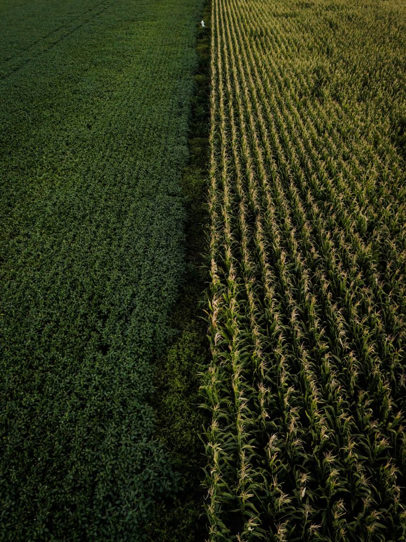 «Taperas» de campo por Franco Casaccia. Fotografía por Franco Casaccia.