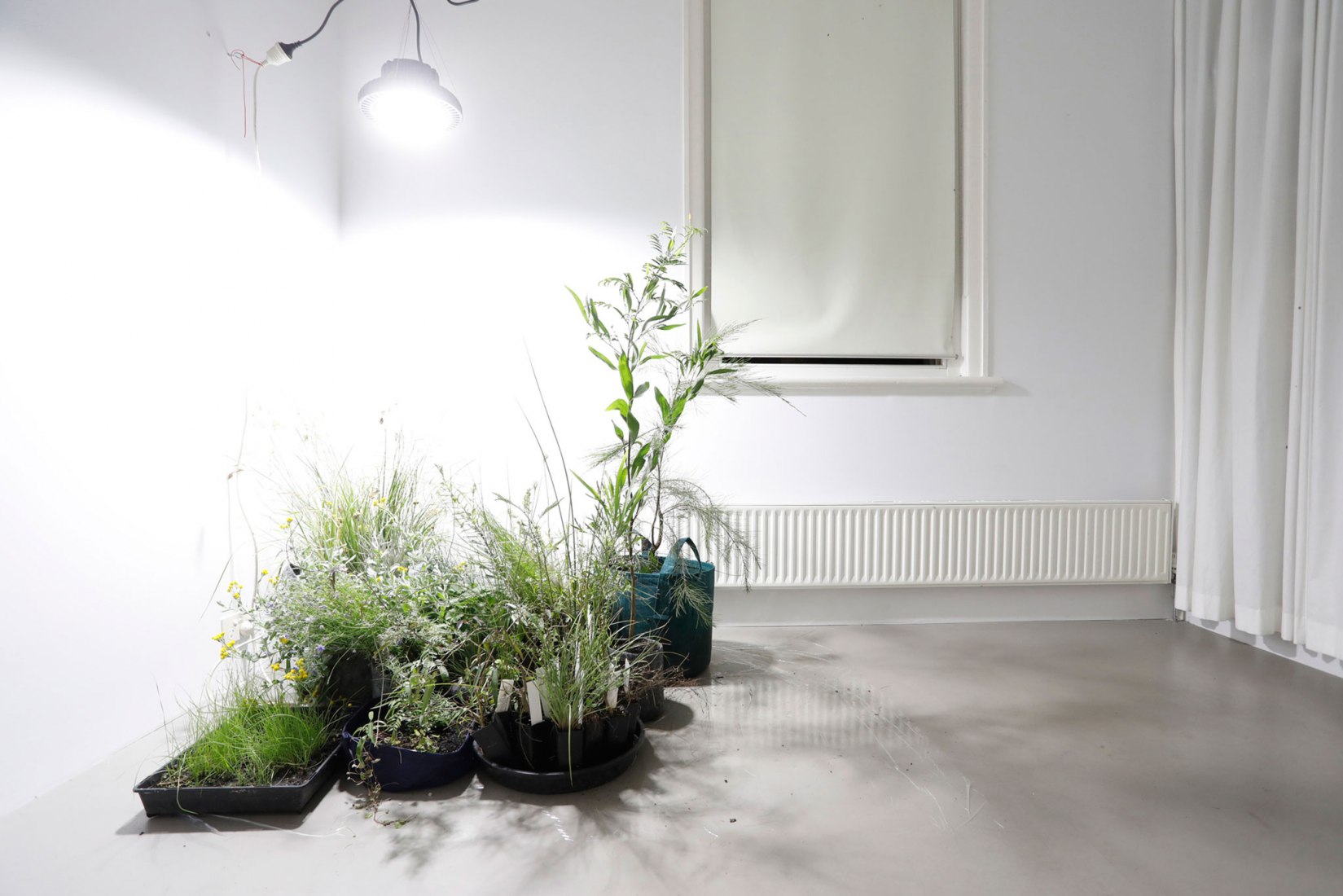El pabellón de Australia en la Bienal de Venecia 2018, explora la relación de la arquitectura con las plantas en peligro de extinción. Fotografía de © Linda Tegg