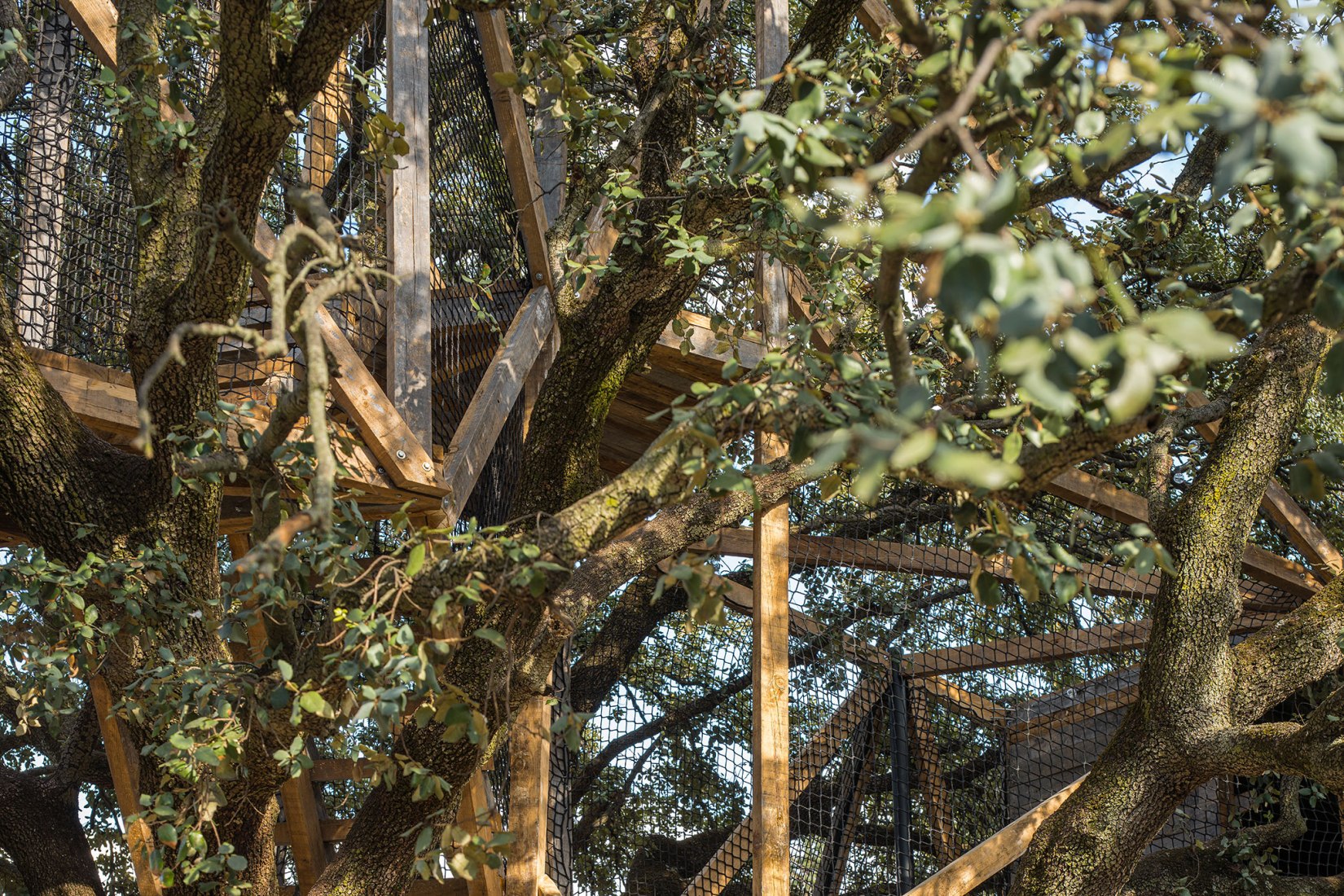 Tree house in an oak by Ignacio Borrego. Photograph by Imagen Subliminal.
