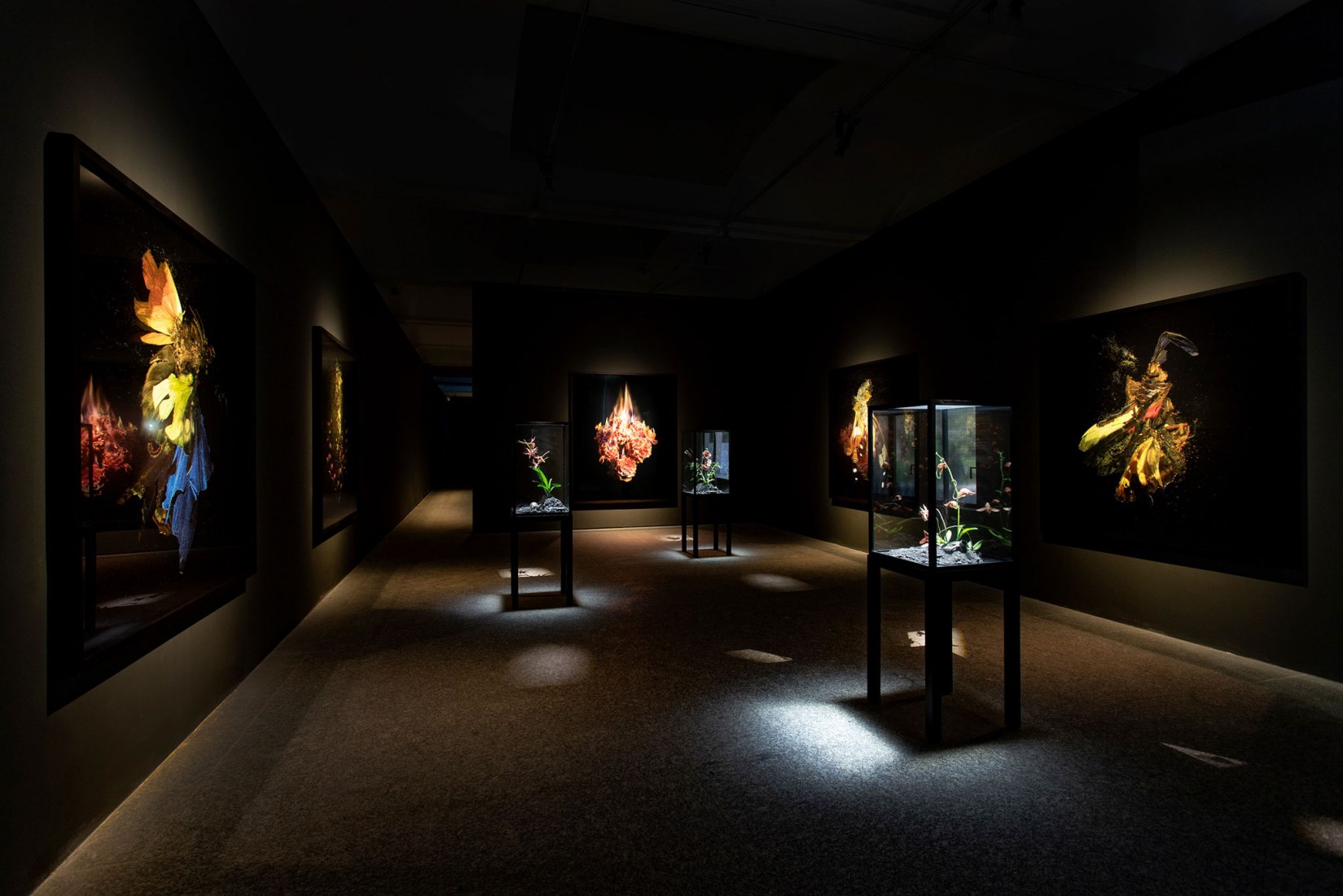 Vista de la instalación. Dialogues por Mat Collishaw, 2019. Imagen cortesía de Fundació Sorigué. 
