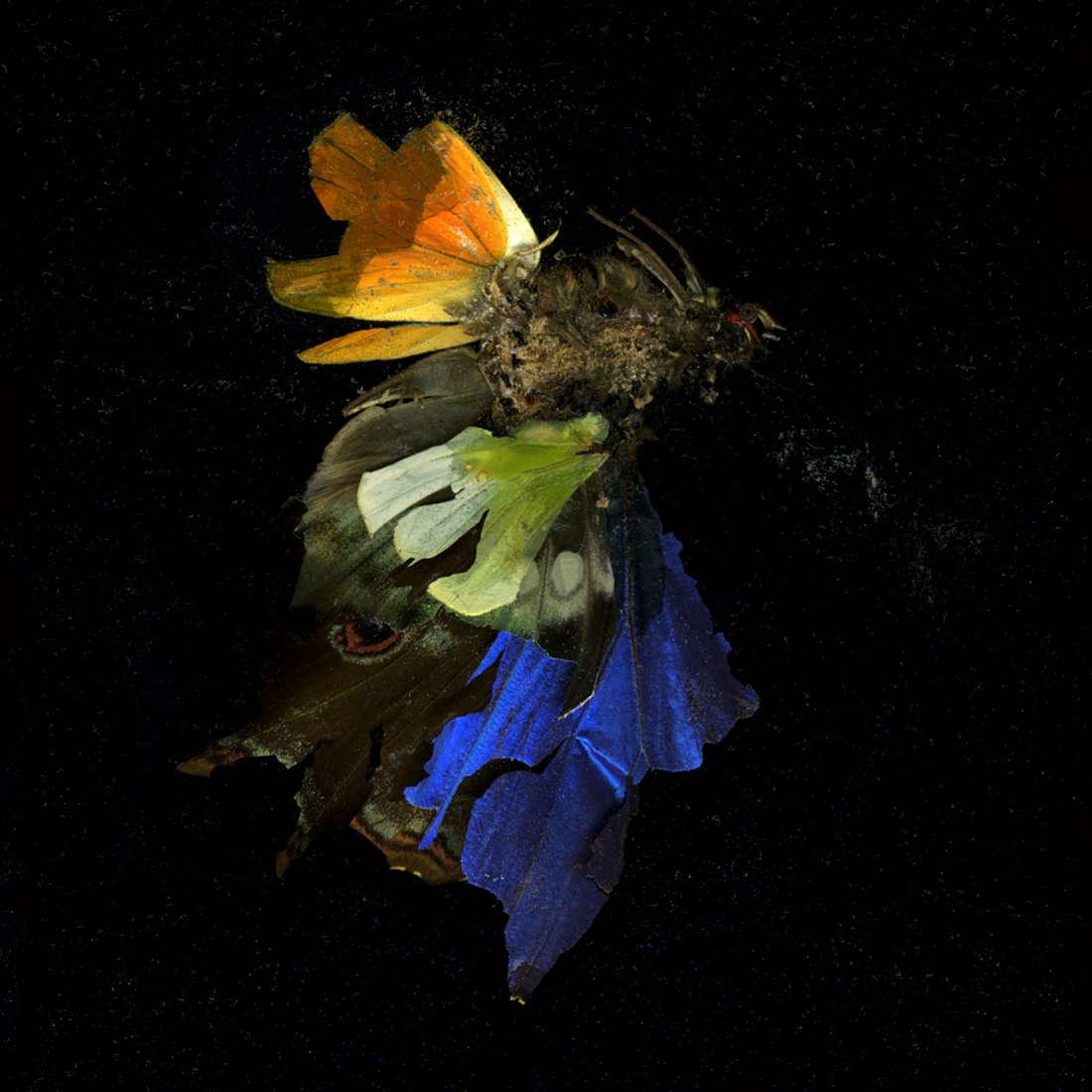 Insecticide 15 por Mat Collishaw, 2009. Serie de fotografías digital c-print, 182 x 182 cm. Imagen cortesía del artista y Blain Southern. 