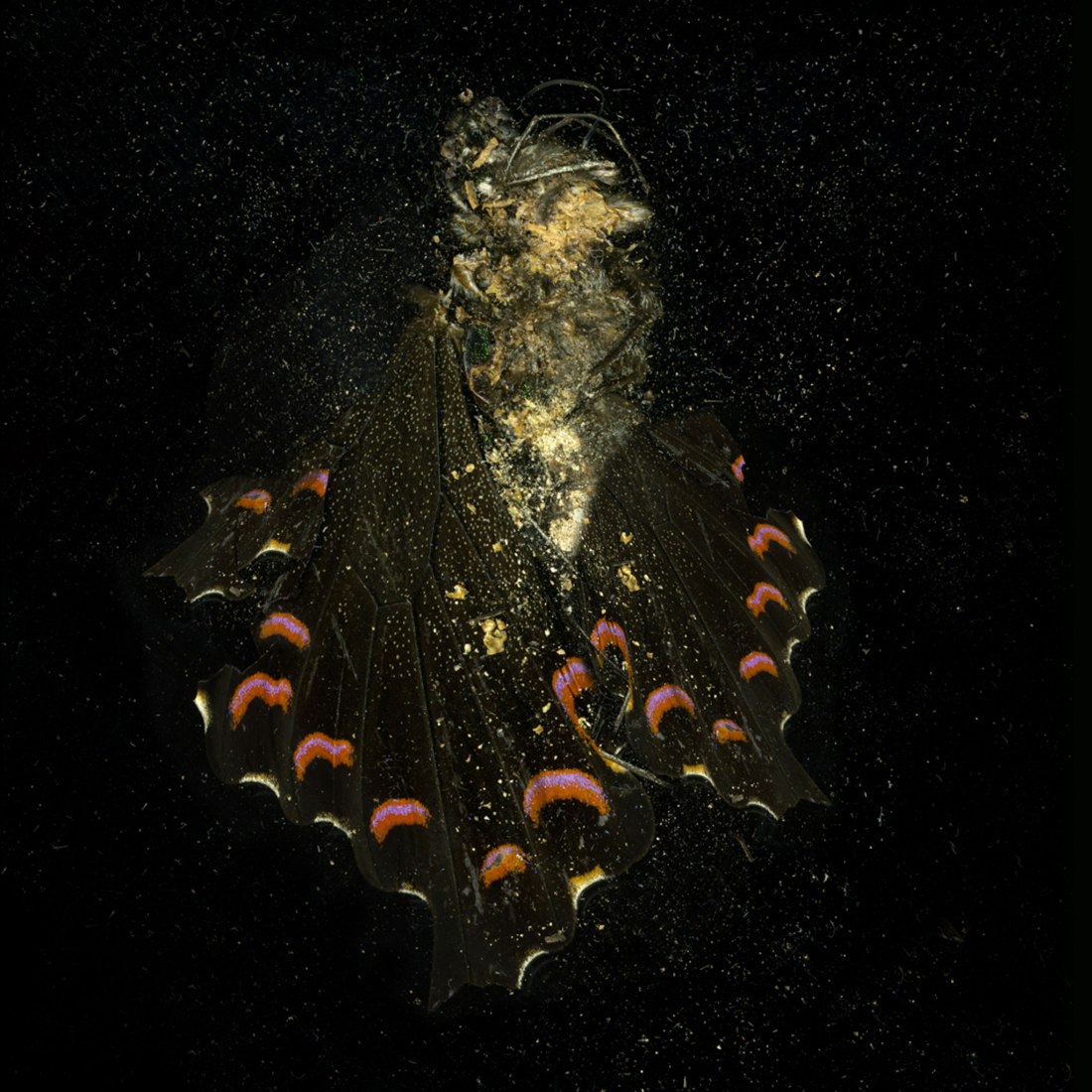 Insecticide 28 por Mat Collishaw, 2009. Imagen cortesía del artista y Blain Southern. 
