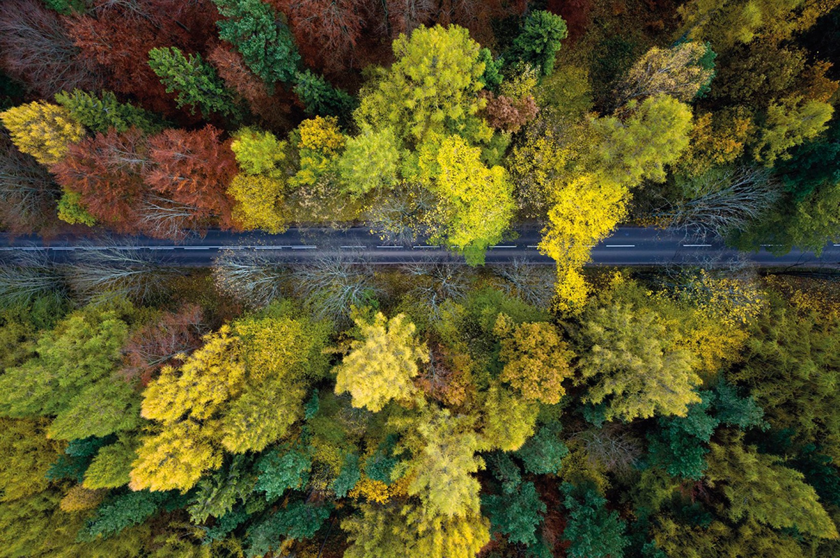 Otoño polaco. Cerca de mi casa, situada en Gdynia, un puerto de la costa báltica de Polonia, hay extensas masas forestales. Me gusta observar cómo cambian a lo largo del año. Esta imagen fue tomada en Kashubia durante el otoño, cuando los colores son más espectaculares. Fotografía © Kacper Kowalski.