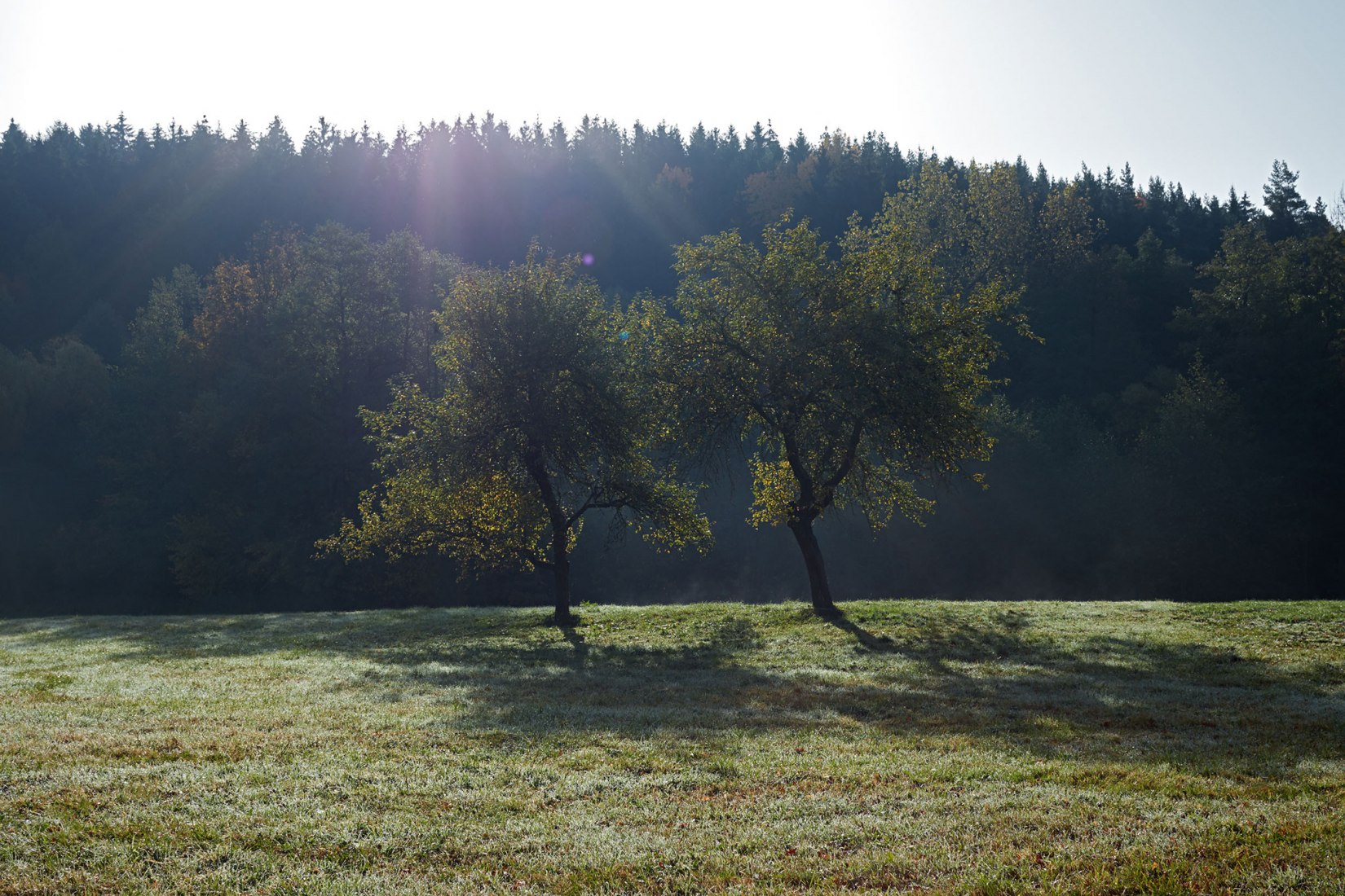 Reconstrucción de una casa de campo en la región Sur de Bohemia. Dos casas, ciervos y árboles por Lenka Míková. Fotografía © BoysPlayNice