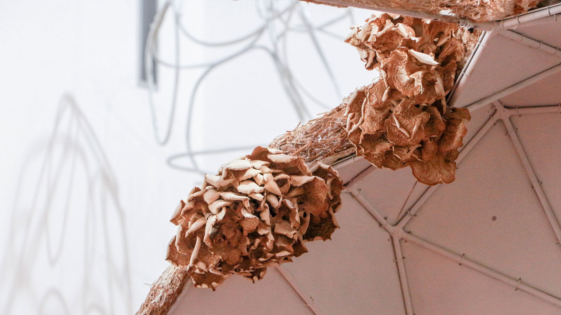 Breeding Space by María Mallo. Photograph by Wladimir Pulpa