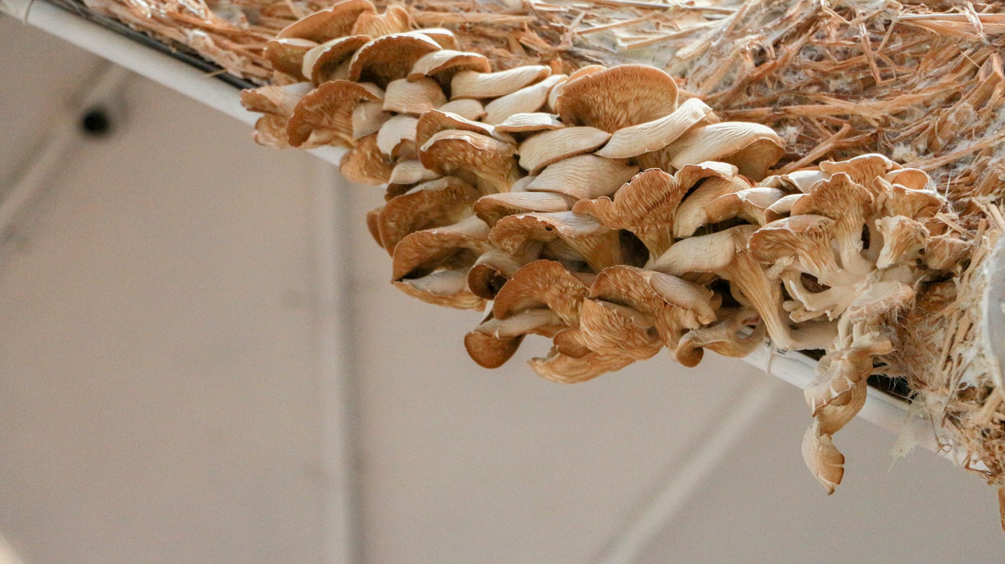 Breeding Space by María Mallo. Photograph by Wladimir Pulpa