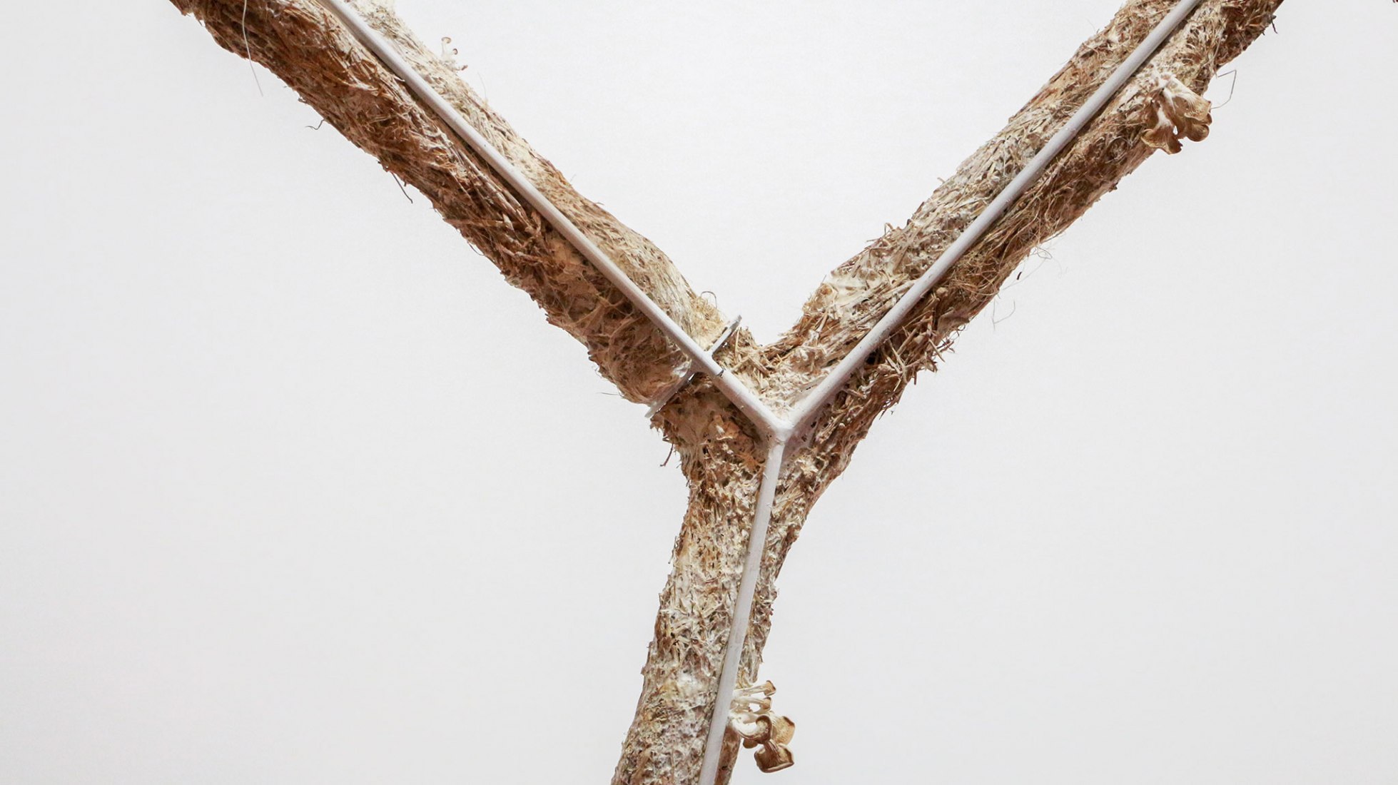 Breeding Space by María Mallo. Photograph by Wladimir Pulpa