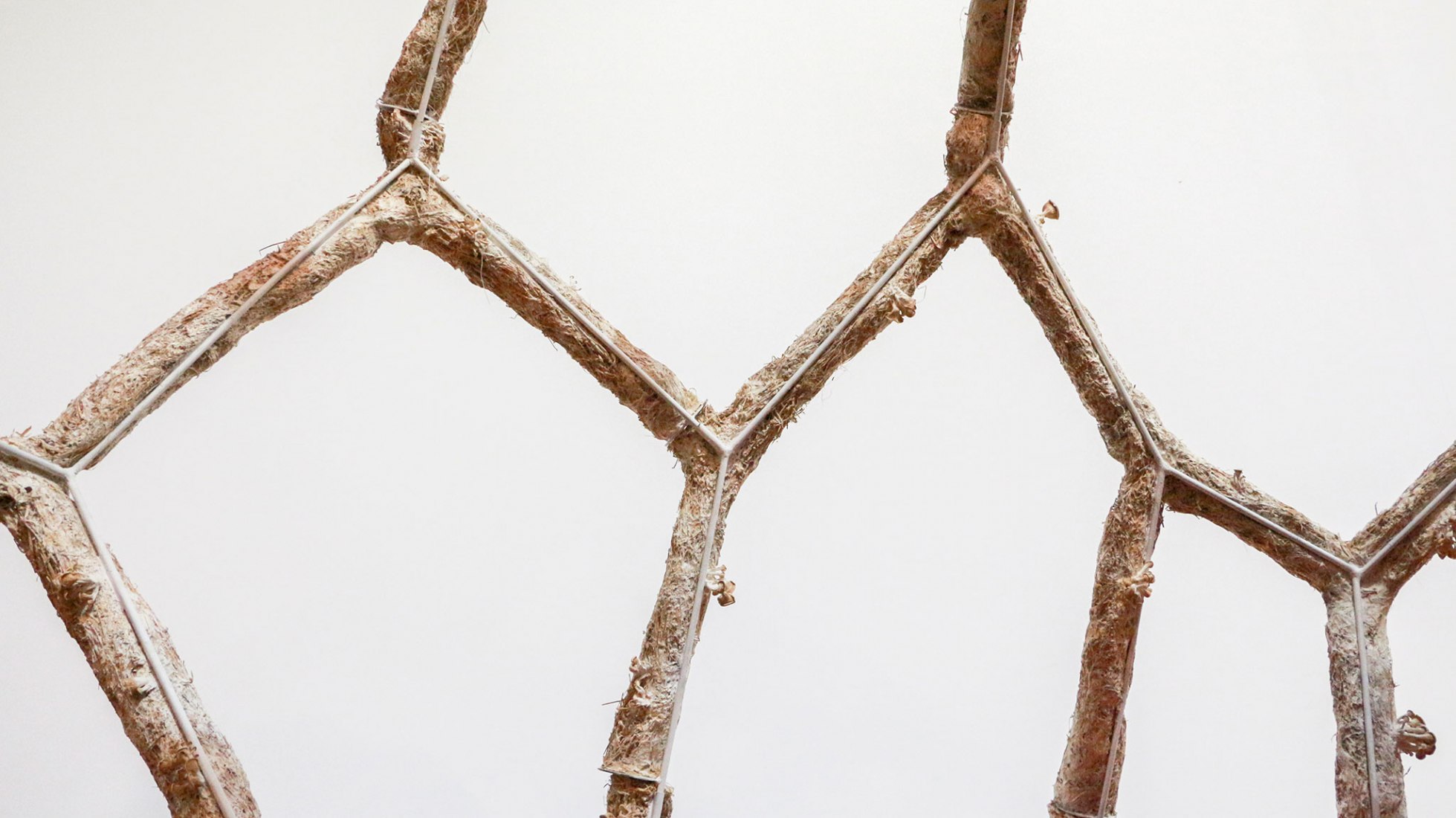 Breeding Space by María Mallo. Photograph by Wladimir Pulpa