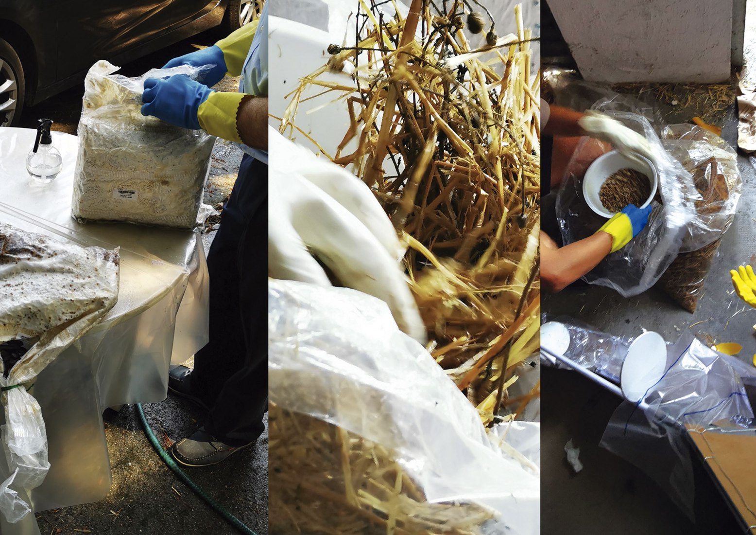 Mycelium. Work in progress. Breeding Space by María Mallo.