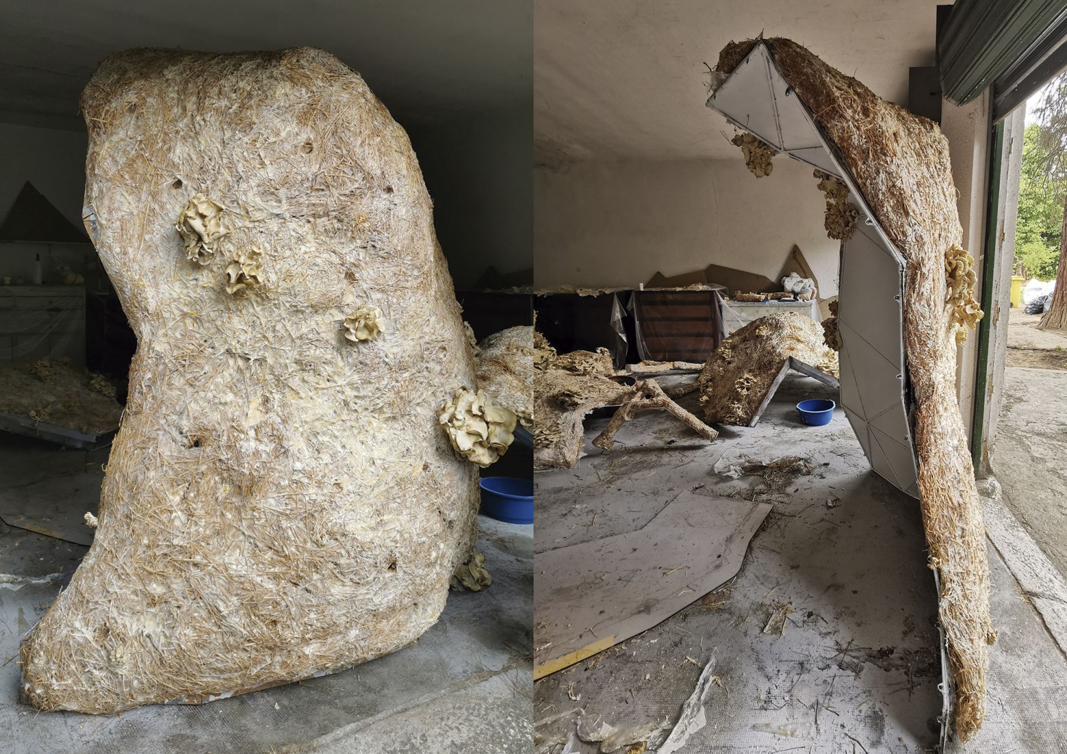 Mycelium. Work in progress. Breeding Space by María Mallo.