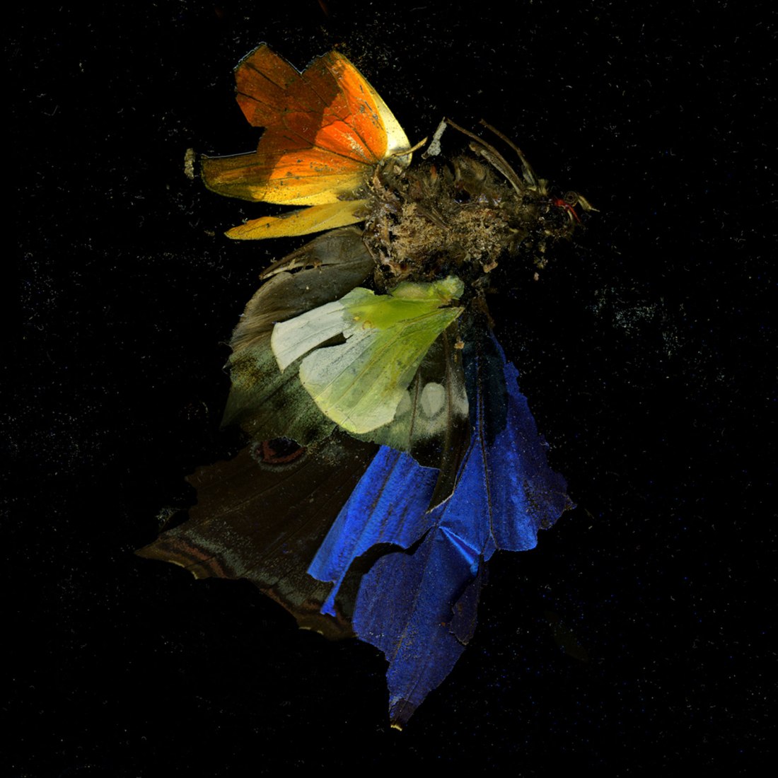 Mat Collishaw, Insecticide 15, 2009. Photograph Trevor Good. Image courtesy of the artist and BlainSouthern.
