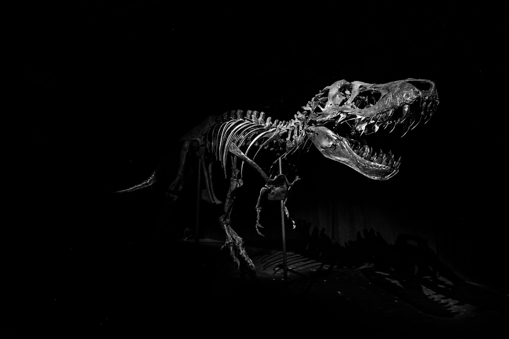 Stan, el Tiranosaurio Rex de 67 millones de años. Museo de Historia Natural de Abu Dabi por Mecanoo 