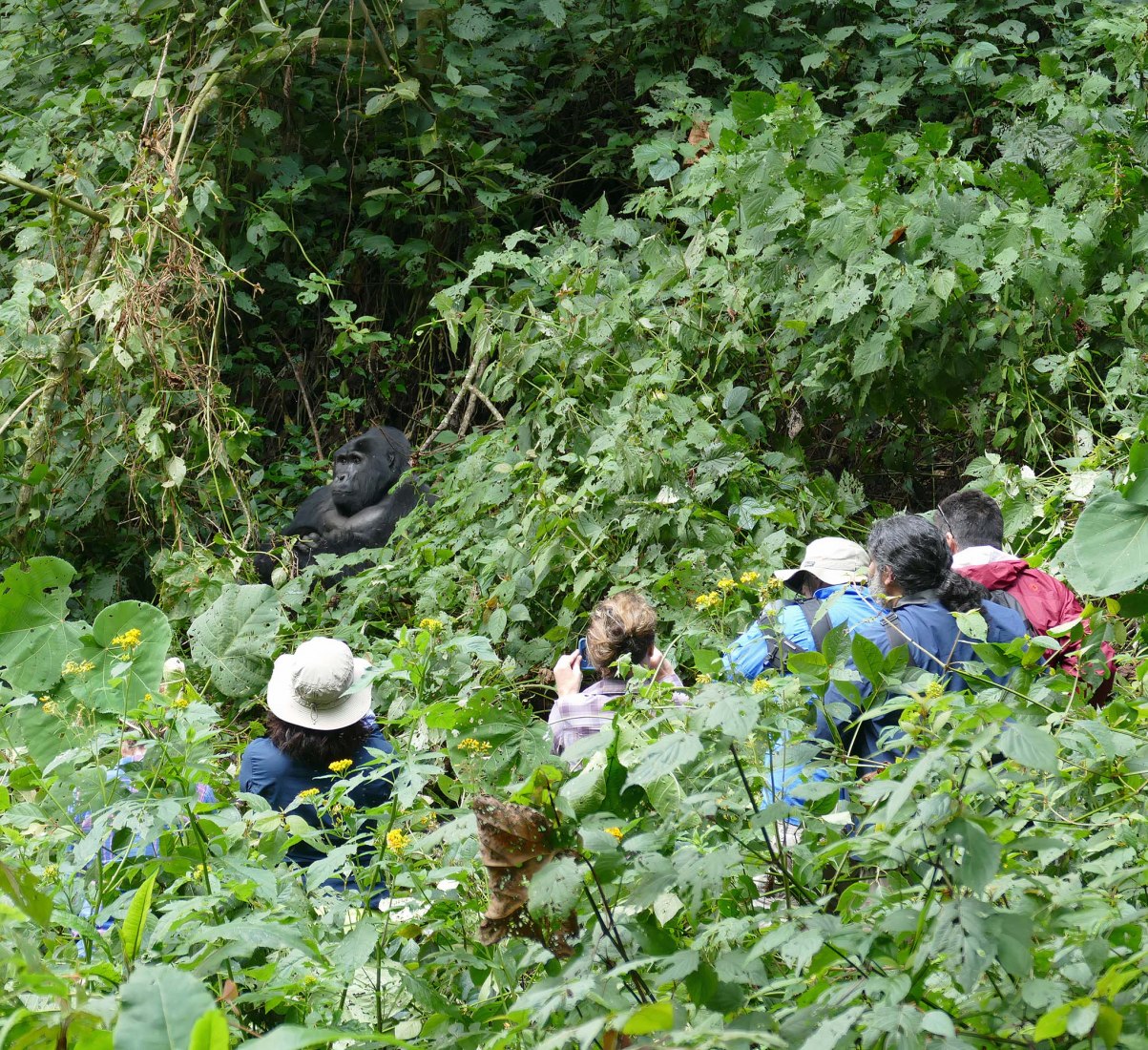 Turistas con gorila Mukiza. Countryside en las Naciones Unidas por AMO. Fotografía de Martha M. Robbins / MPI-EVA, cortesía de OMA