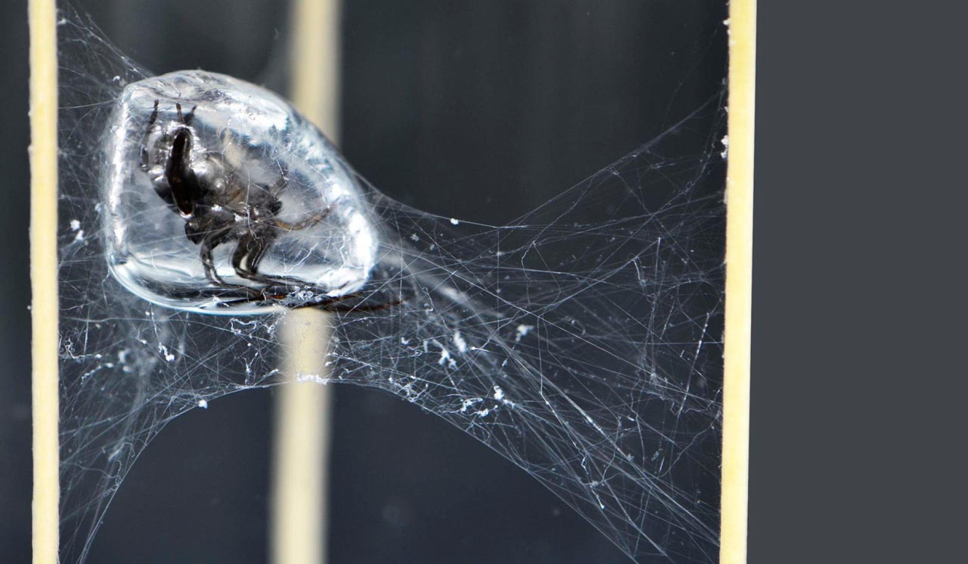 Water spider. ICD/ITKE Research Pavillion 2014-15. Image courtesy of Institute for Computational Design (ICD). 