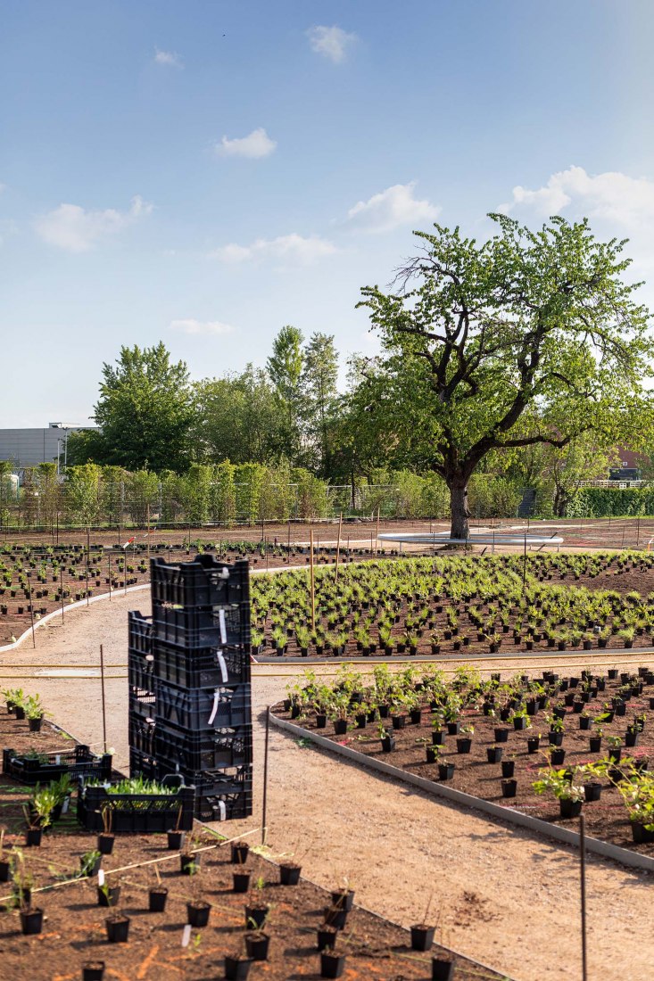 Blooming Campus at the Vitra. Oudolf Garten by Piet Oudolf The