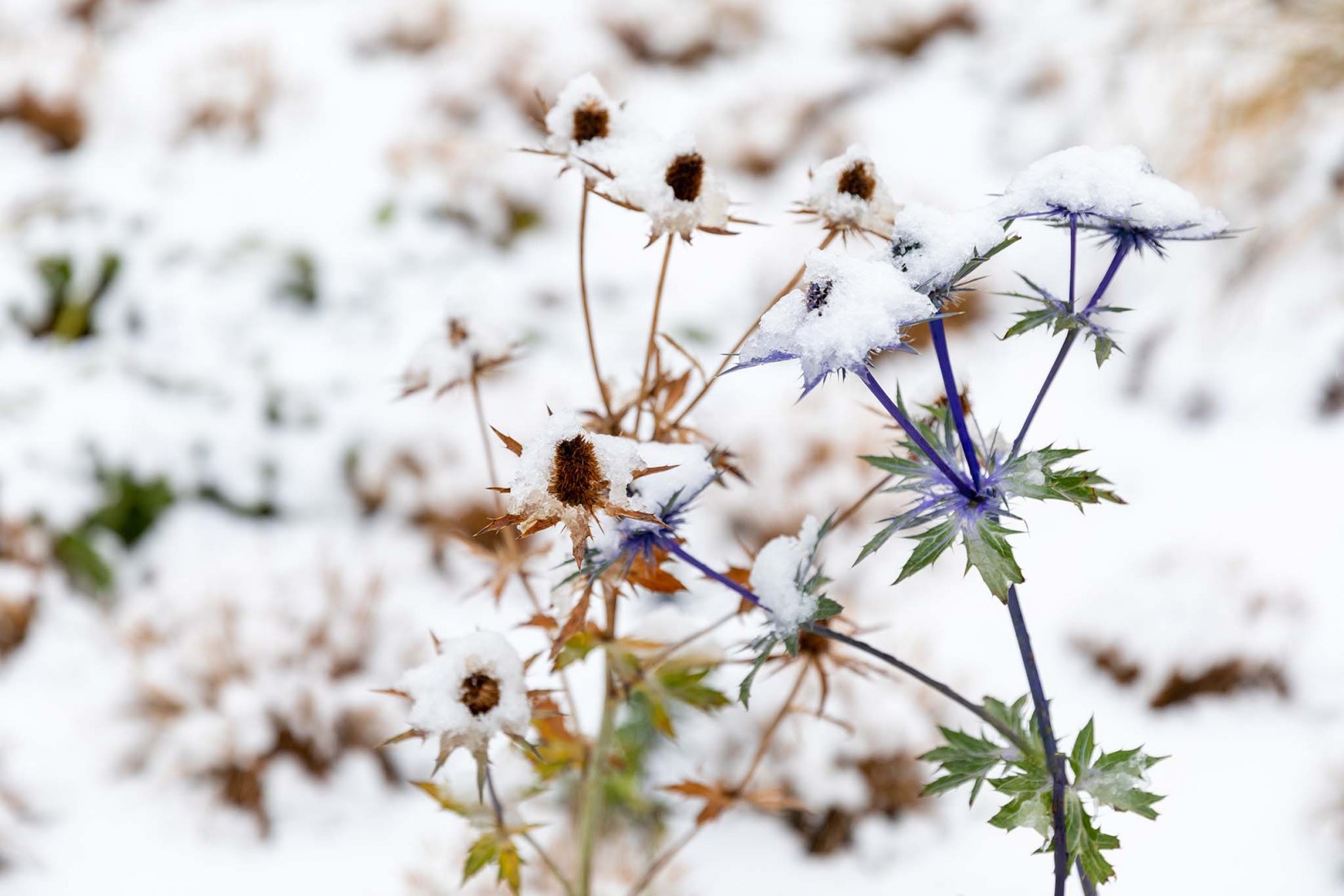 Oudolf Garten diseñado en el Vitra Campus por Piet Oudolf.