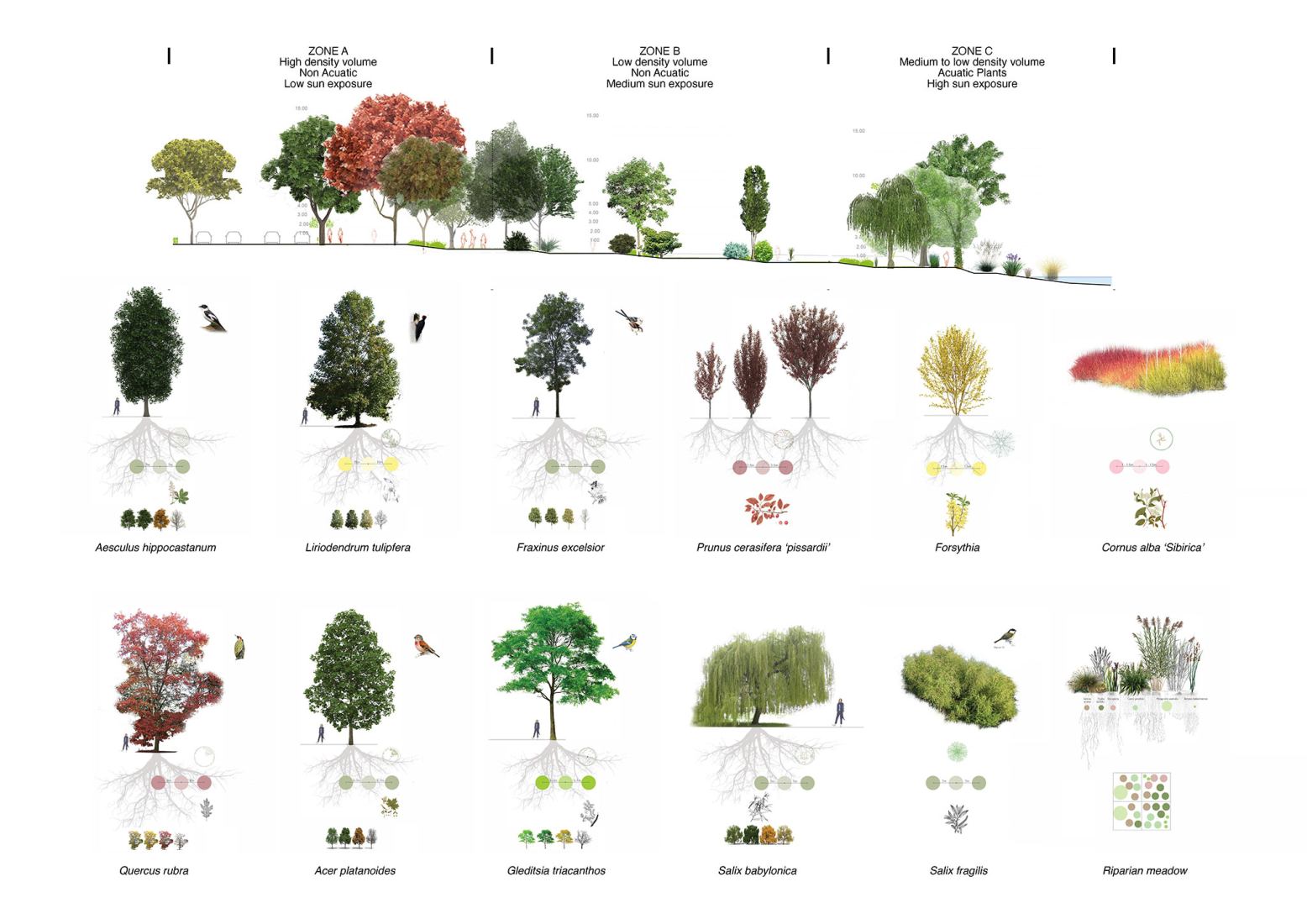 Diagrama sobre las especies vegetales. Nueva infraestructura verde en el Río Somes por PRÁCTICA.