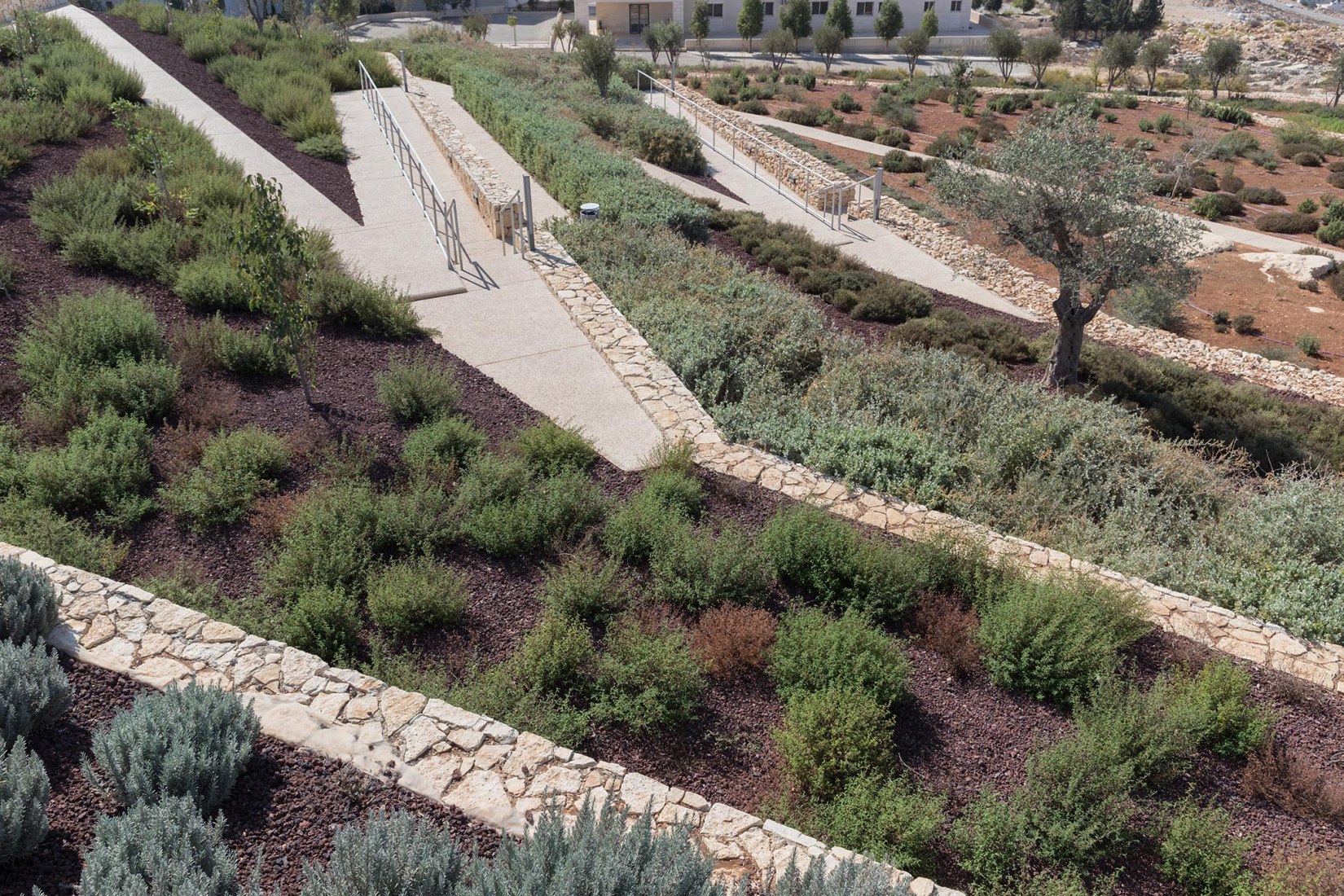 Jardines. El Museo Palestino por Heneghan Peng Arquitects. Birzeit, Palestina. Fotografía © Iwan Baan. Imagen cortesía de Heneghan Peng Arquitects