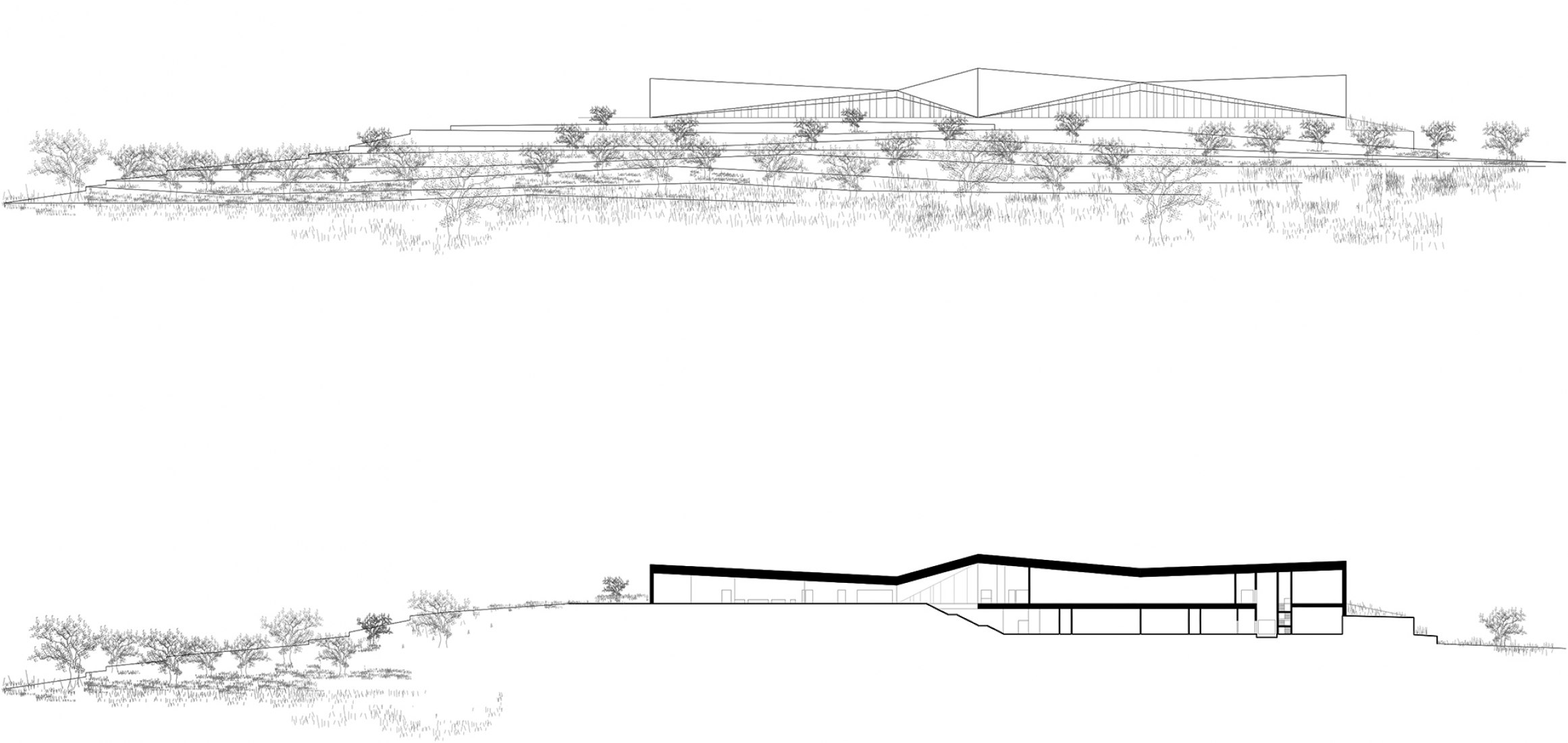 Sección y alzado. El Museo Palestino por Heneghan Peng Arquitects. Birzeit, Palestina