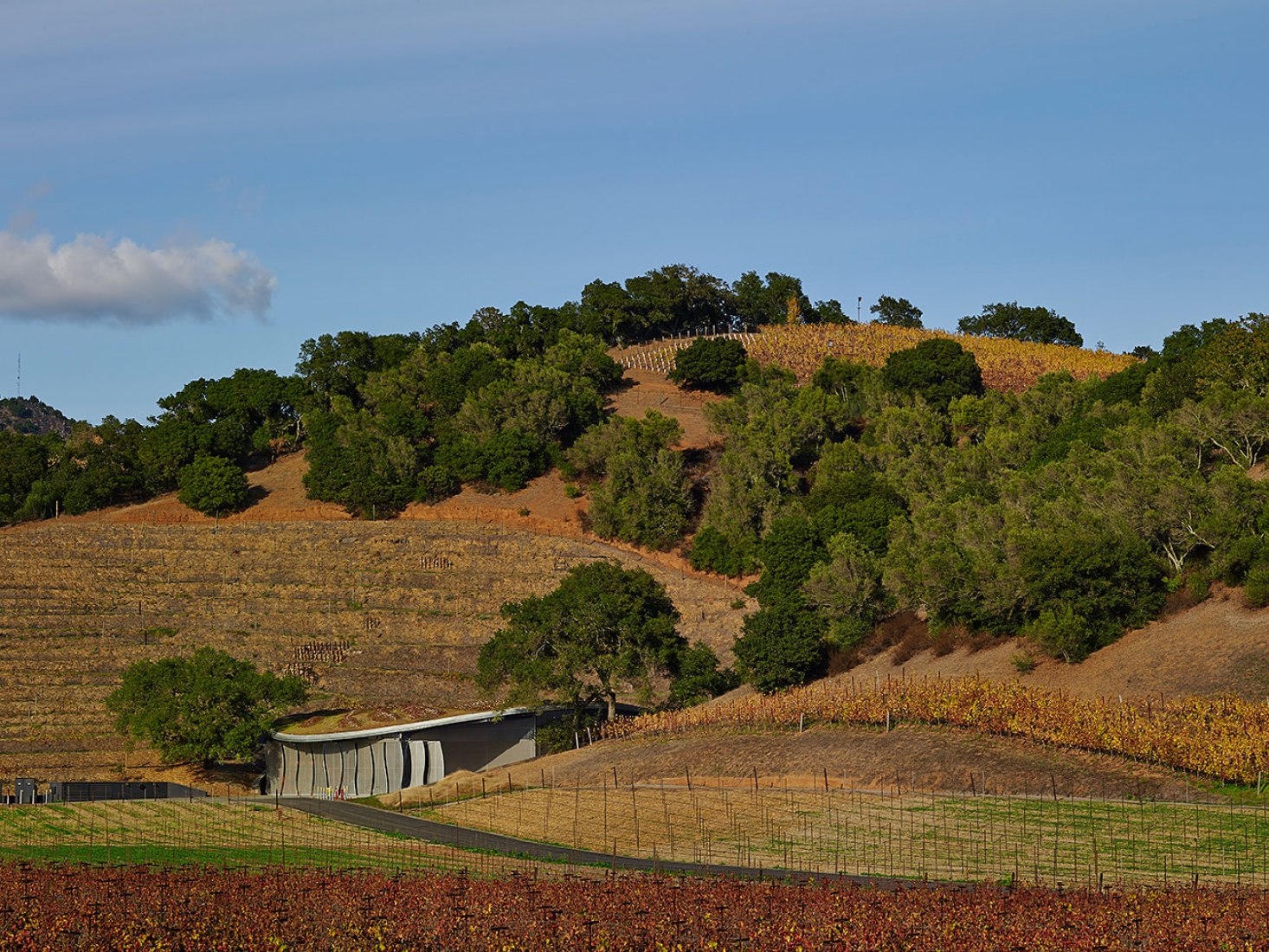 Bodega Odette Estate por Signum Architecture LLP. Fotografía © Adrian Gregorutti