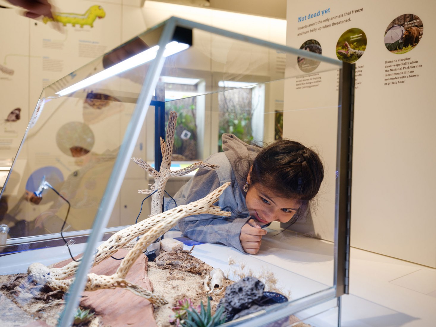 Exhibiciones de insectos vivos en el insectario de la familia Susan y Peter J. Solomon. El Centro Richard Gilder por Studio Gang. Fotografía por Alvaro Keding.