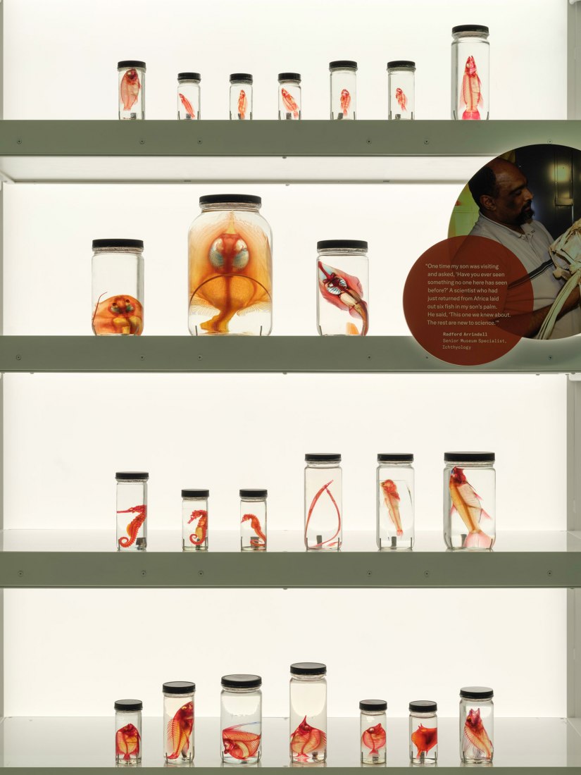 Exhibición de peces limpios y teñidos en el núcleo de colecciones de Louis V. Gerstner Jr. El Centro Richard Gilder por Studio Gang. Fotografía por Alvaro Keding.