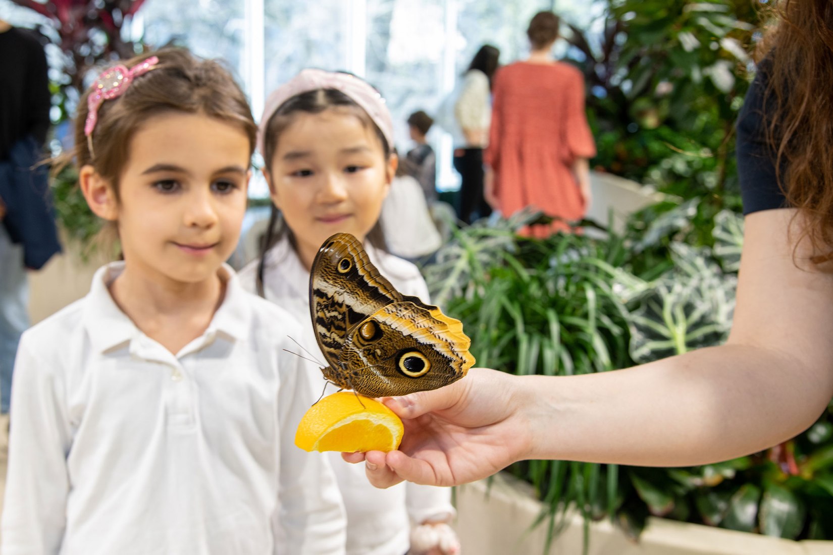 El vivero de mariposas de la familia Davis en el nuevo Centro Richard Gilder para la ciencia, la educación y la innovación. El Centro Richard Gilder por Studio Gang. Fotografía por Alvaro Keding.