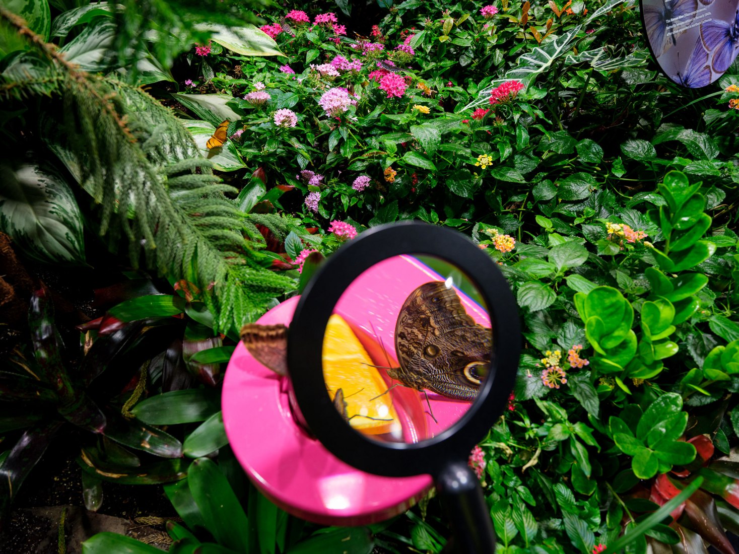 Estaciones de lupa en el vivero de mariposas de la familia Davis. El Centro Richard Gilder por Studio Gang. Fotografía por Alvaro Keding.