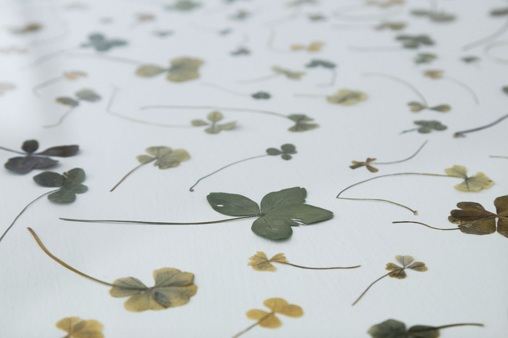 Colección Tacita Dean, Cuatro, Cinco, Seis, Siete y Nueve Hojas Clover, 1972-presente. © Cortesía del artista; Frith Street Gallery, Londres y Marian Goodman Gallery, Nueva York / París. Fotografía de Augustin Garza, a través de la Royal Academy